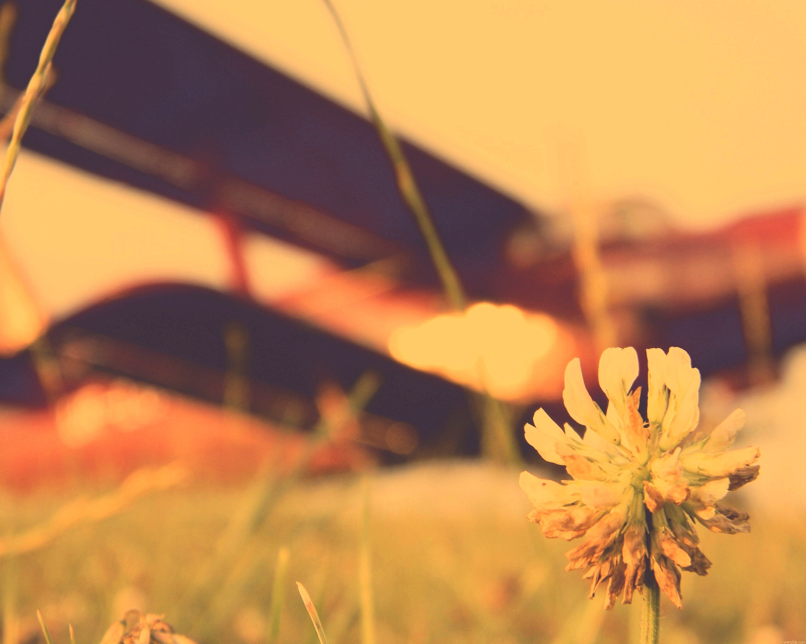 Цветок и красный самолет обои