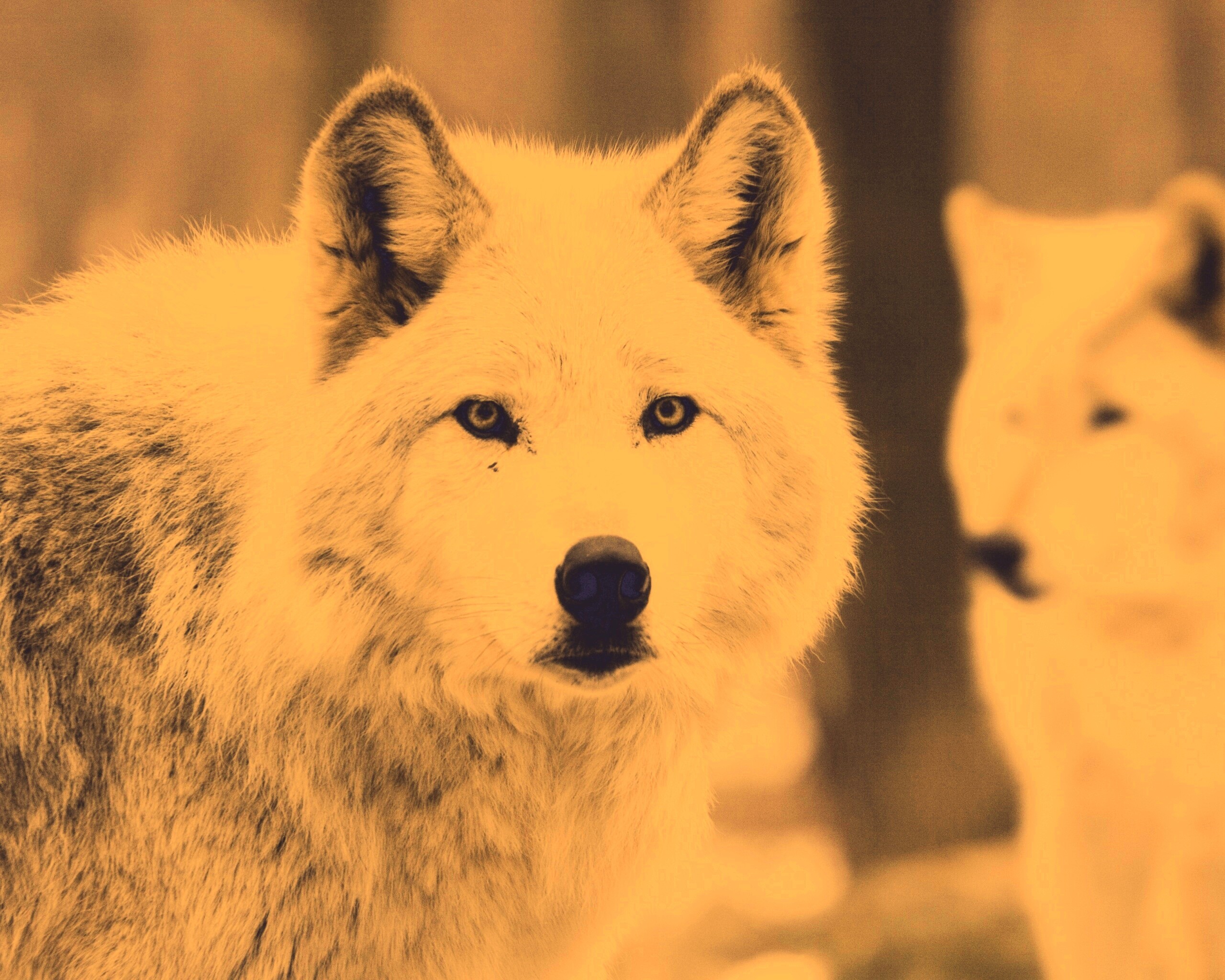 Белые волки обои