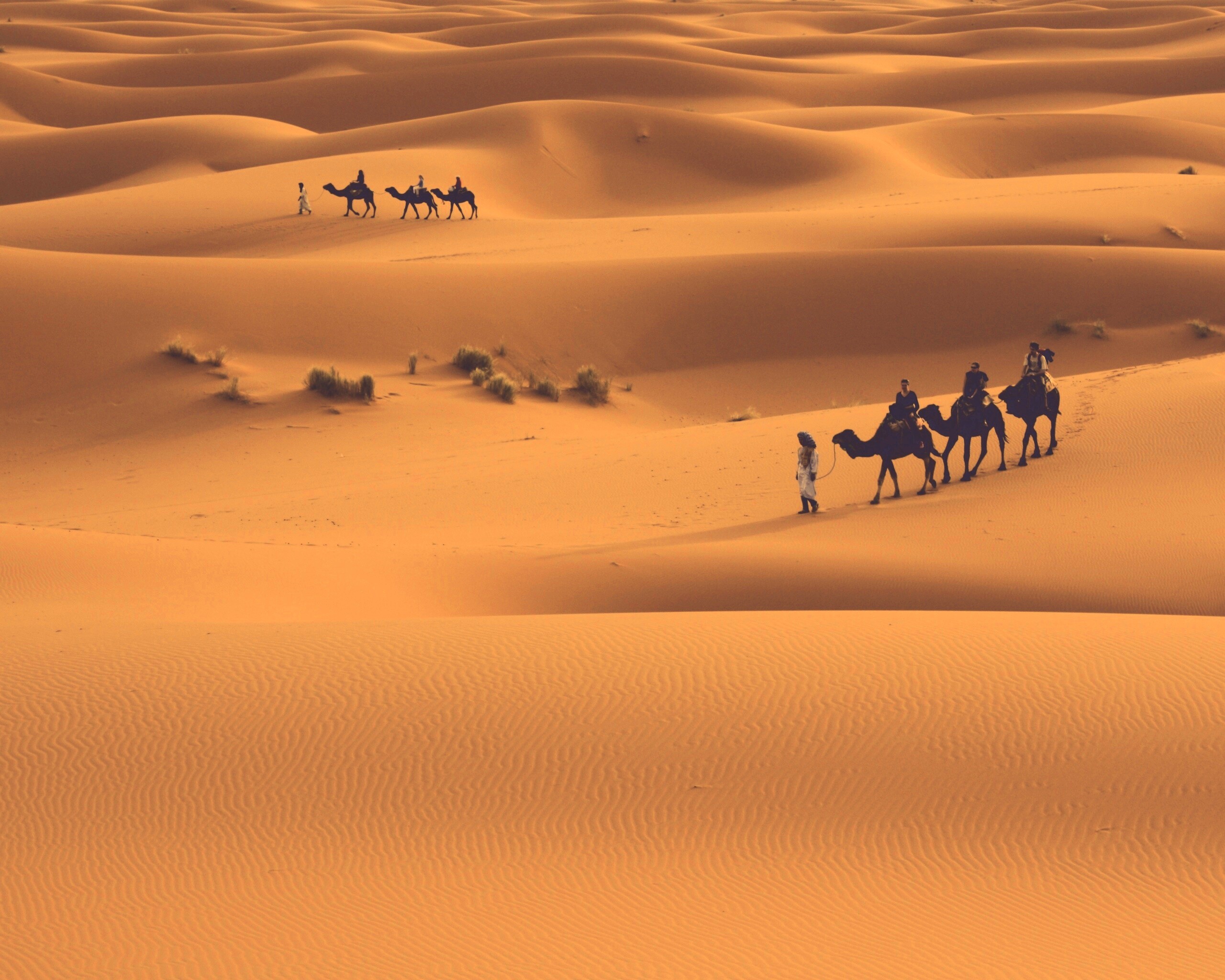Караваны пустыни обои