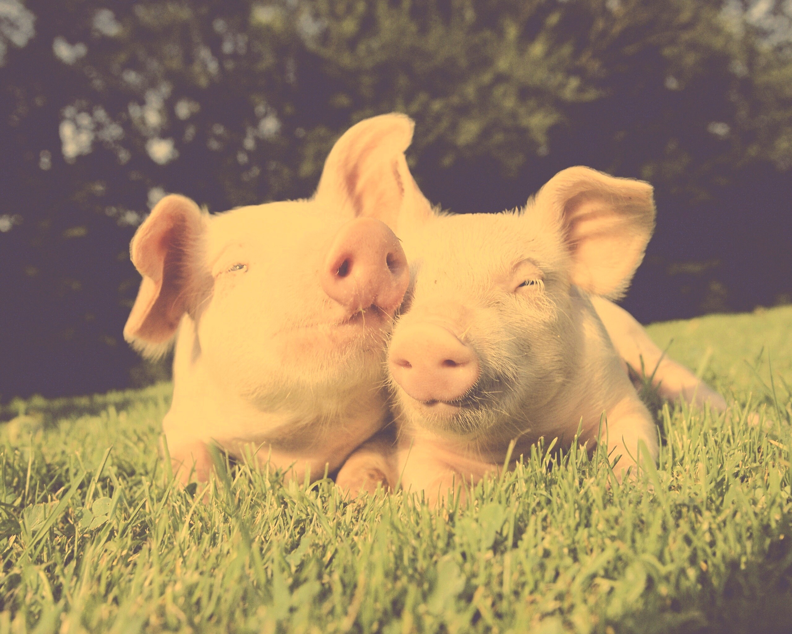 Два поросёнка обои
