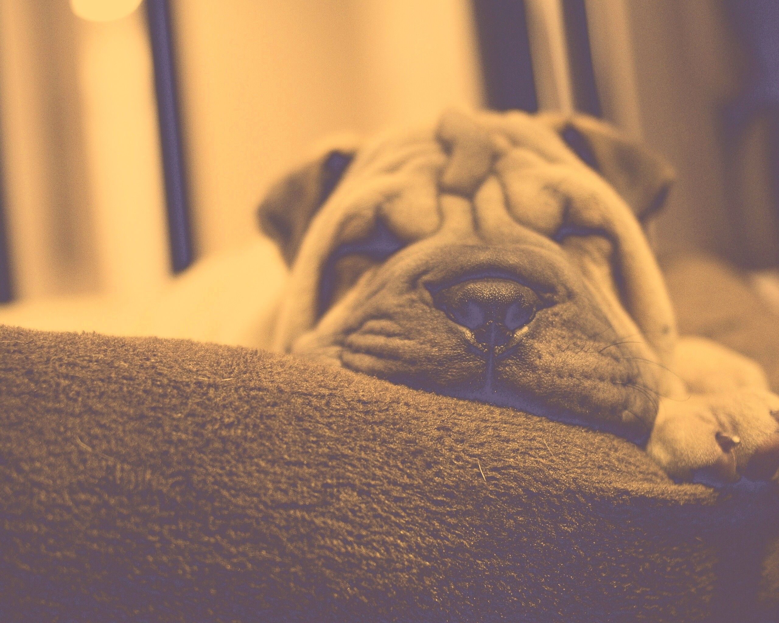 Щенок шарпея спит обои