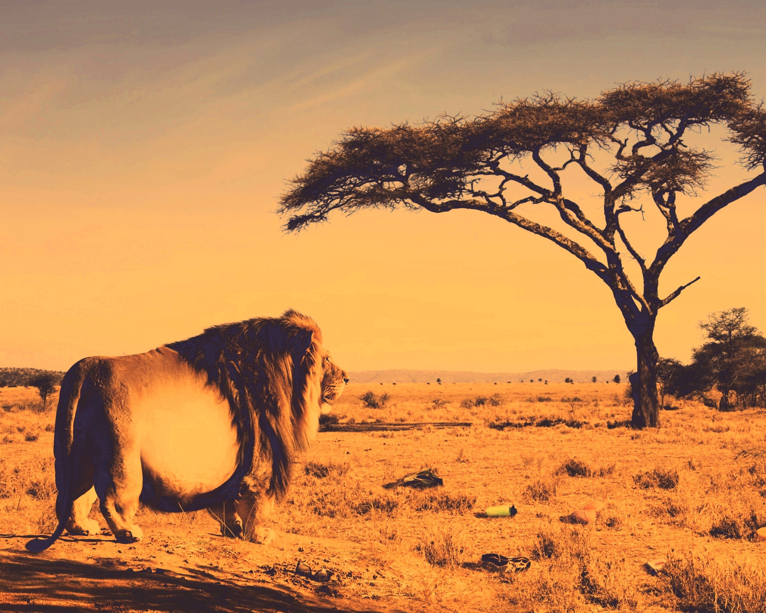 Толстый лев обои