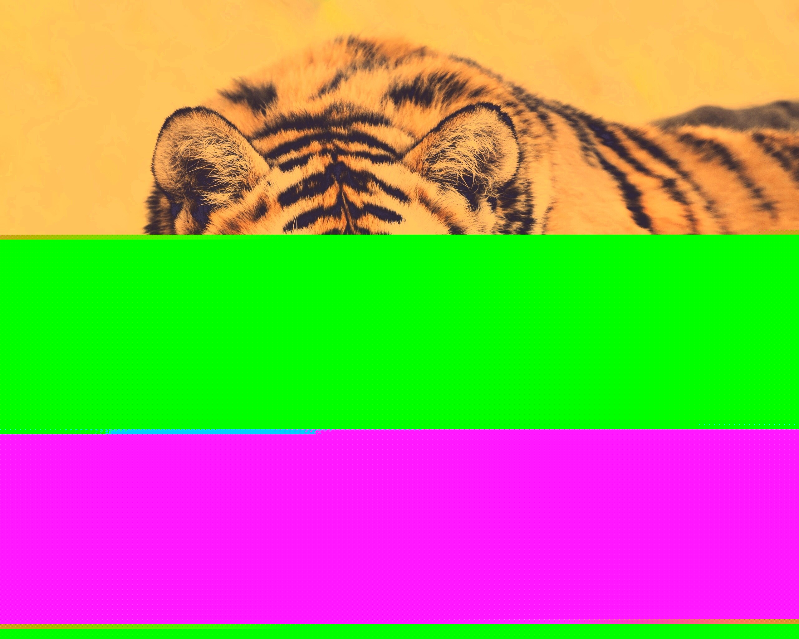 Большая полосатая кошка обои