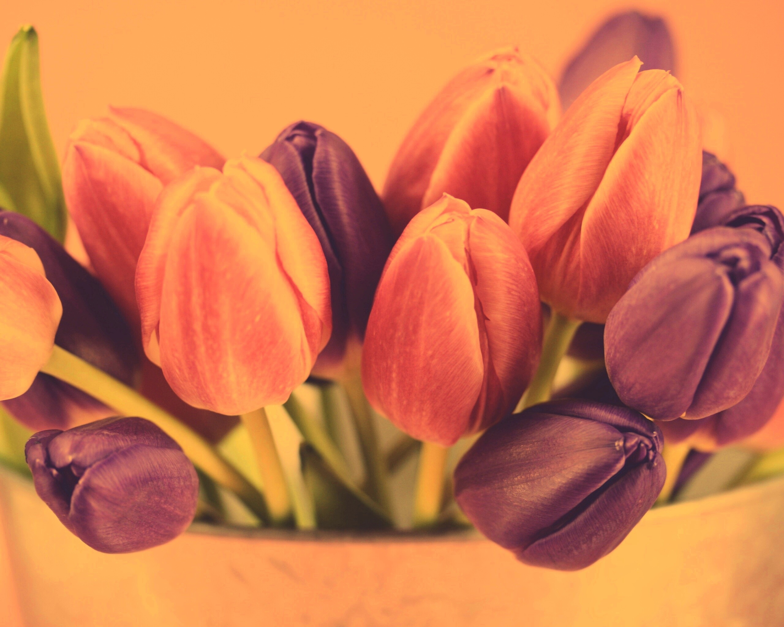 Розовые и фиолетовые тюльпаны обои