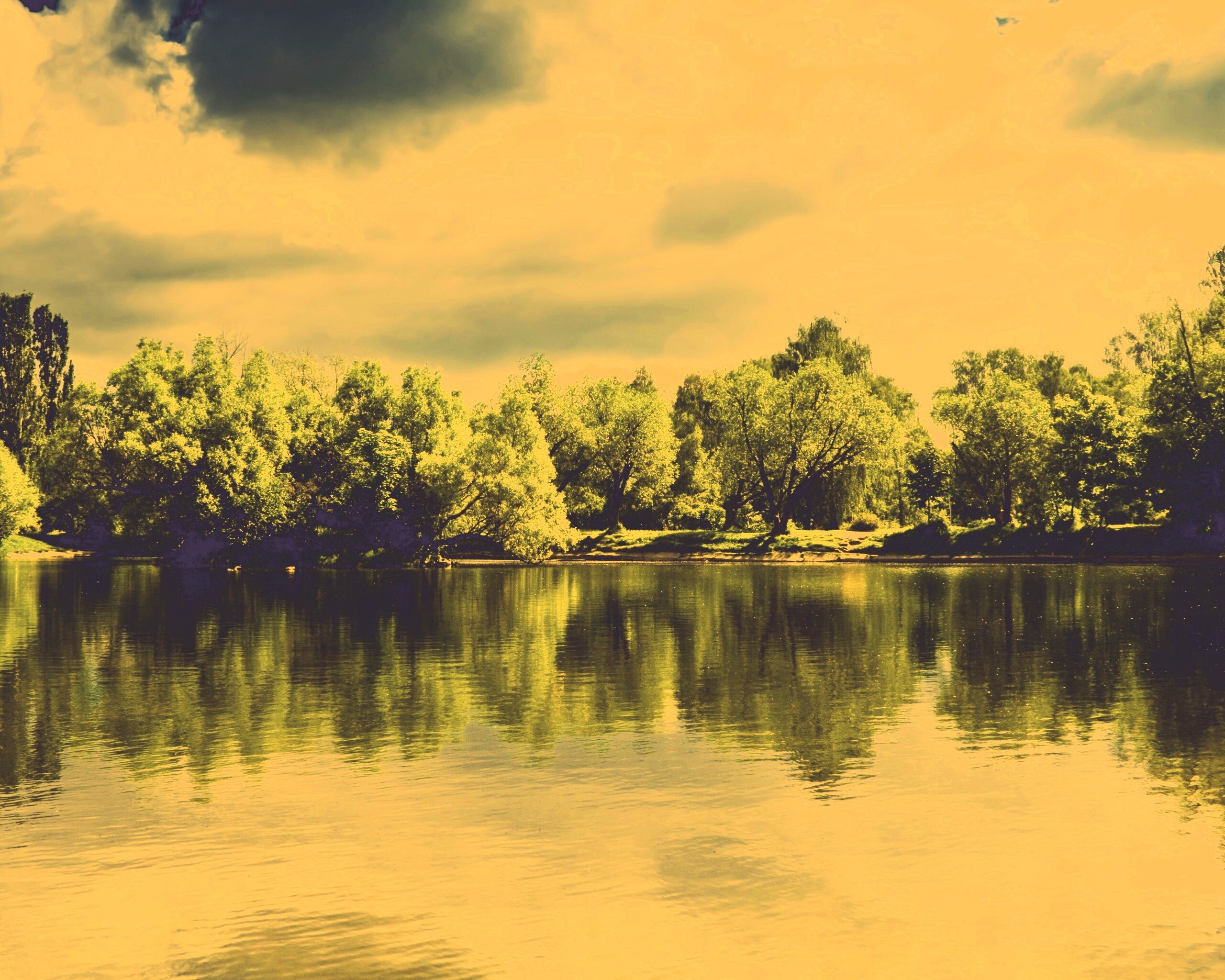 Деревья на берегу озера обои