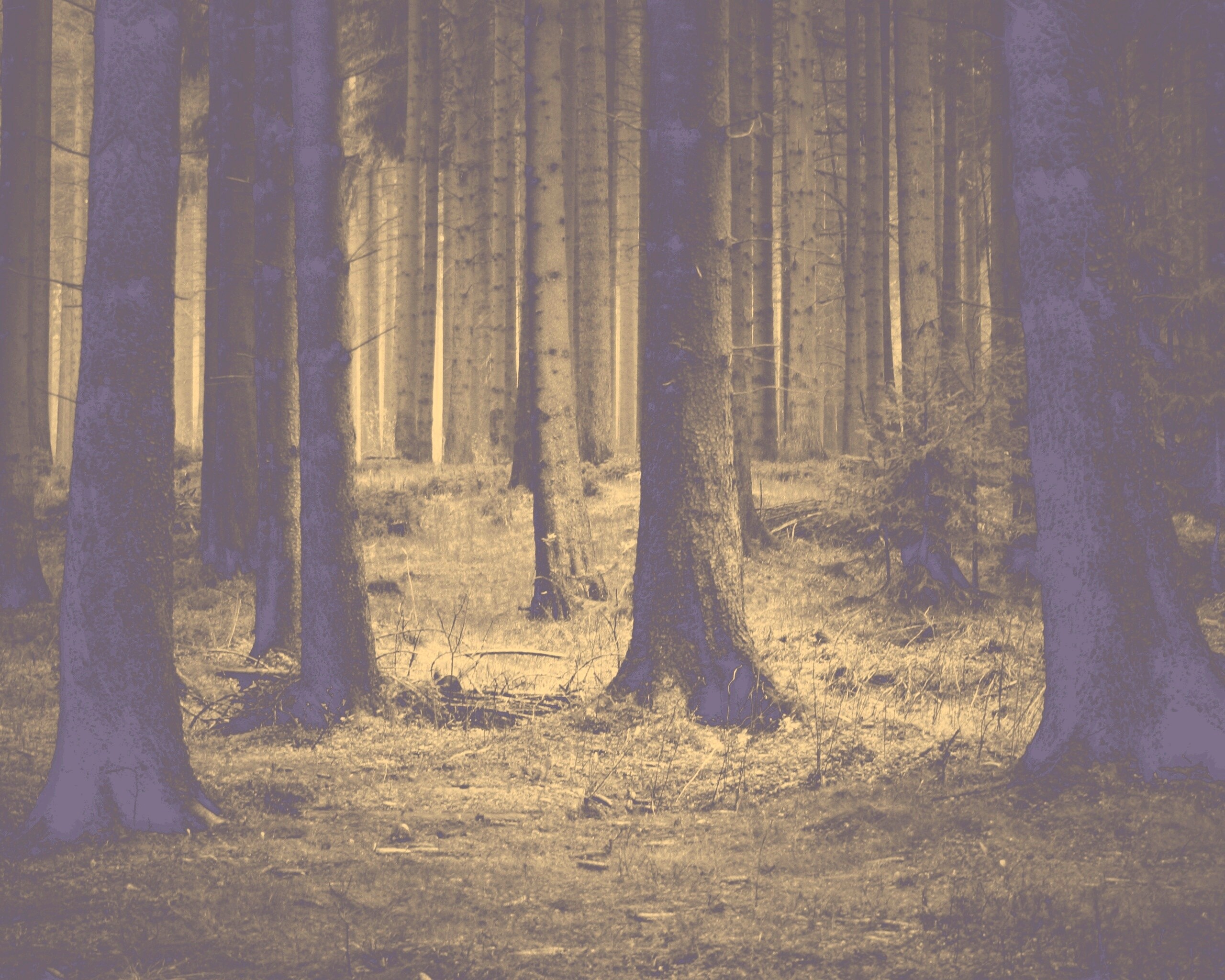 Темный лес обои