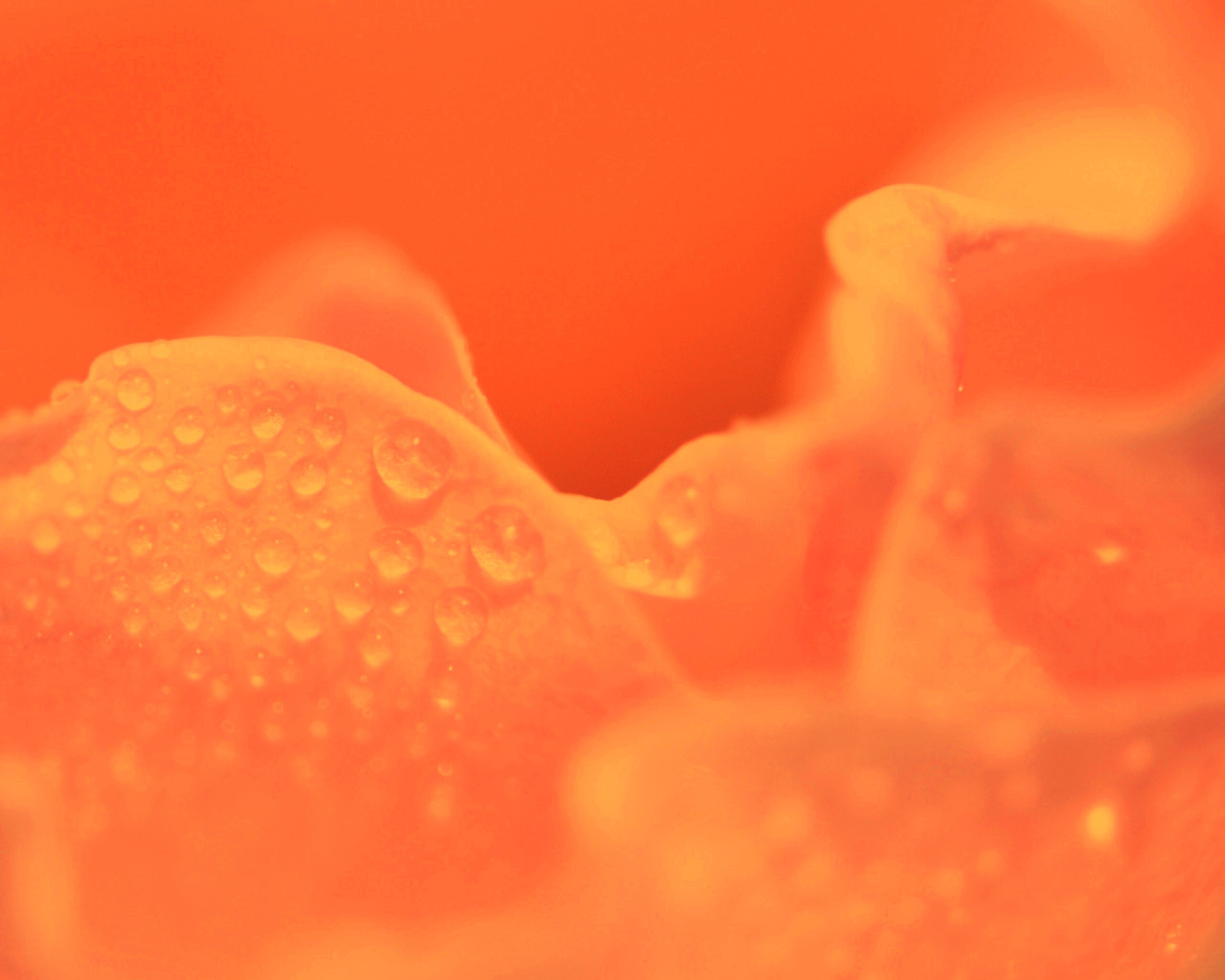 Нежность лепестков обои