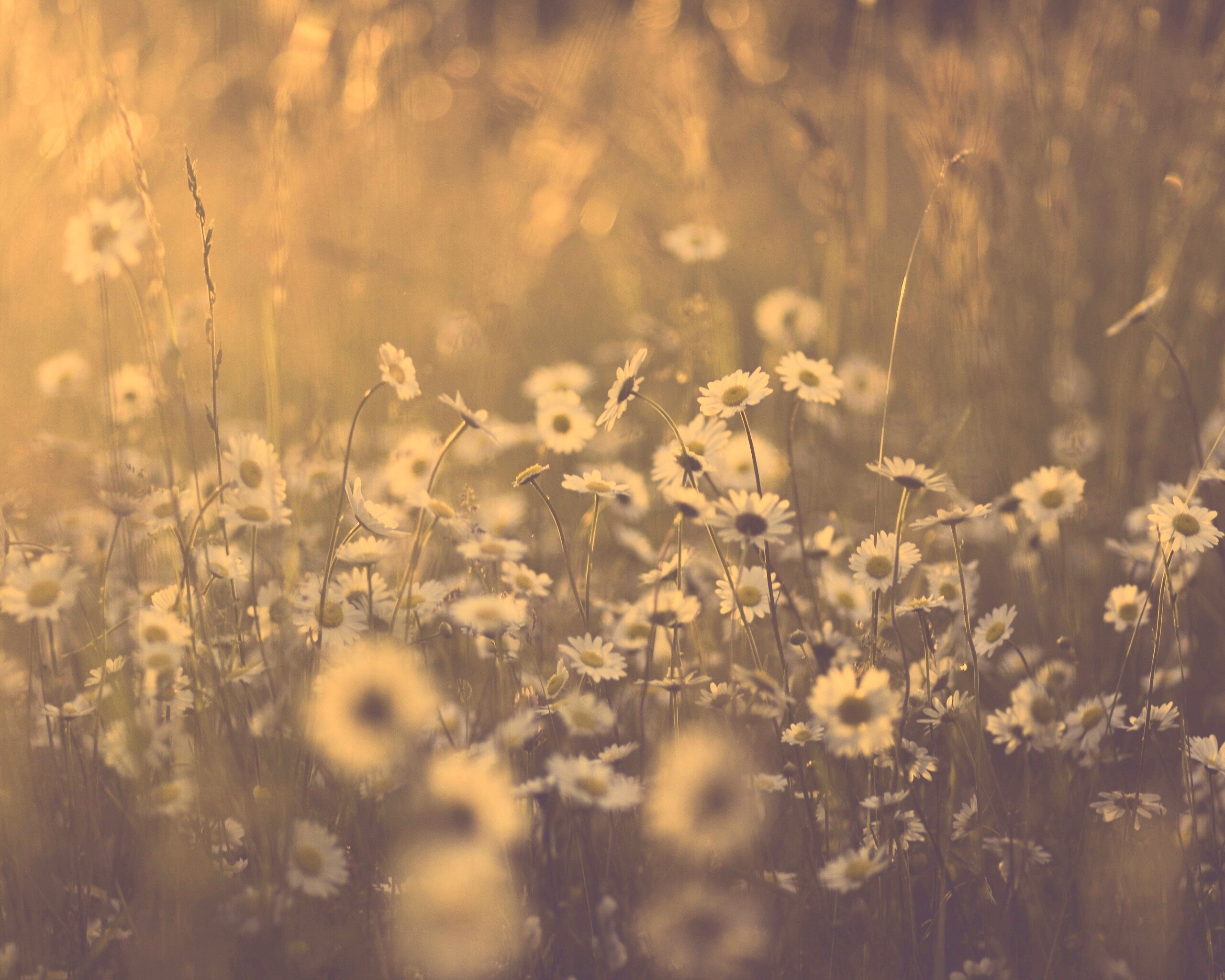 Поле ромашек обои