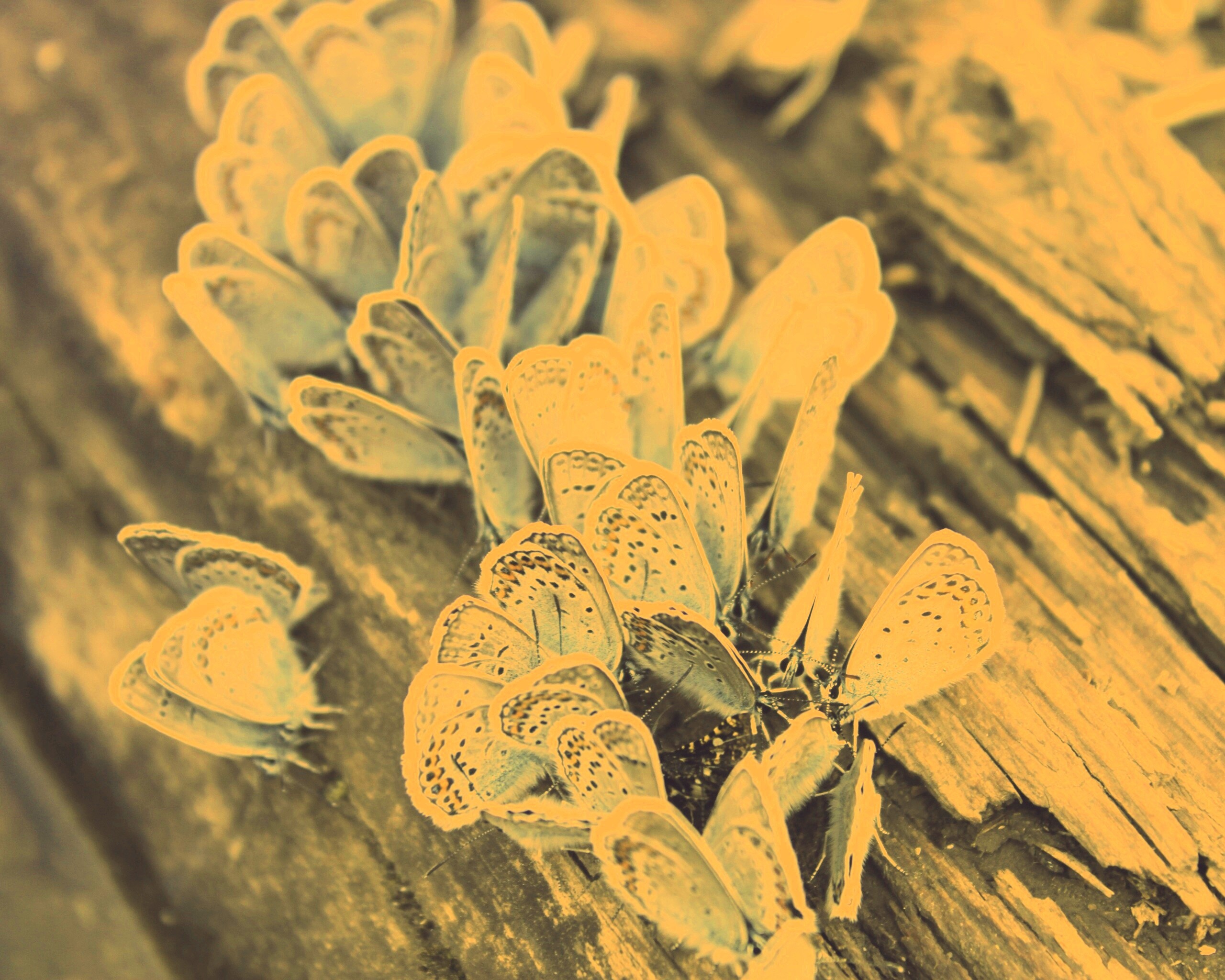 Голубые бабочки обои