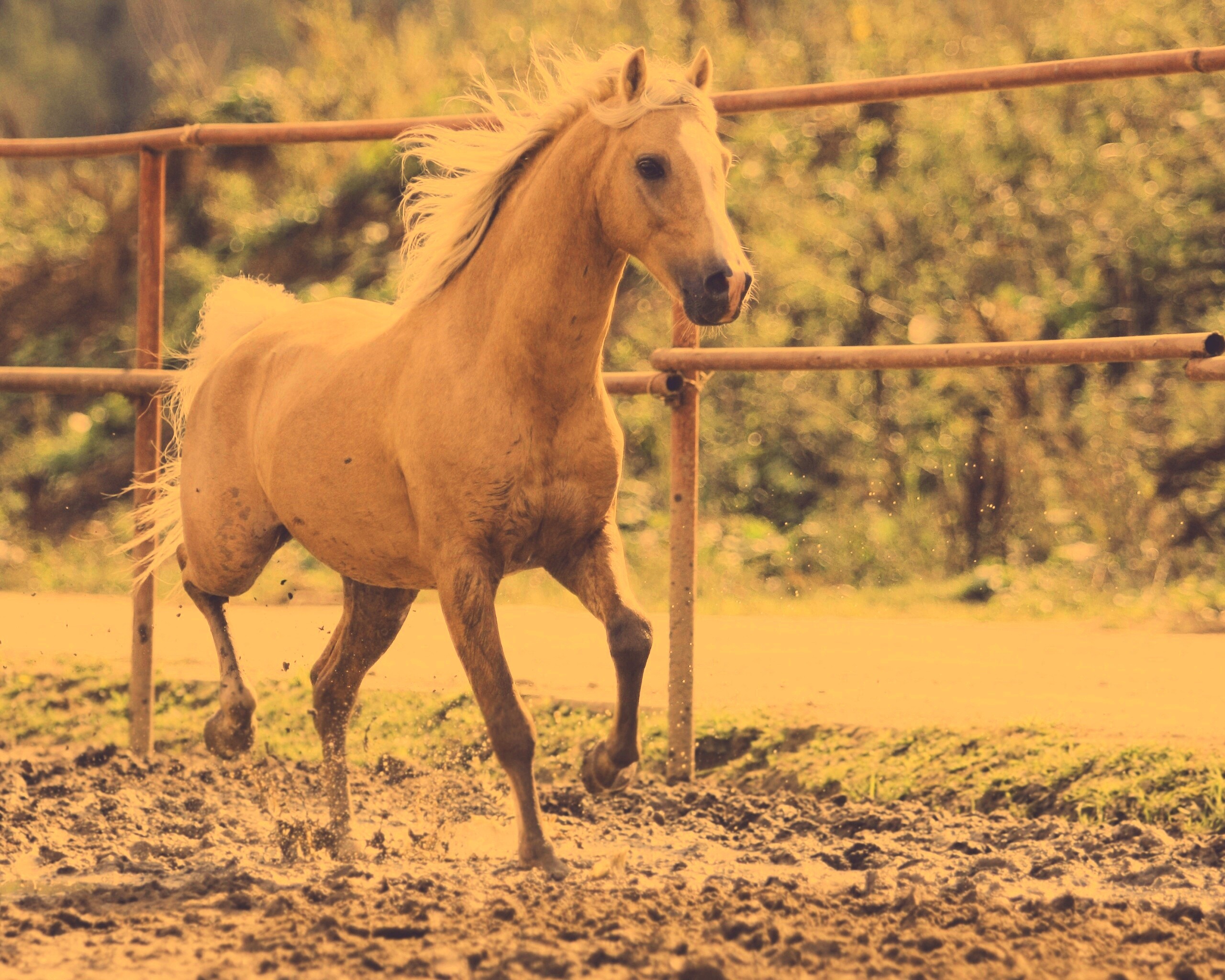 Молодая лошадь в загоне обои