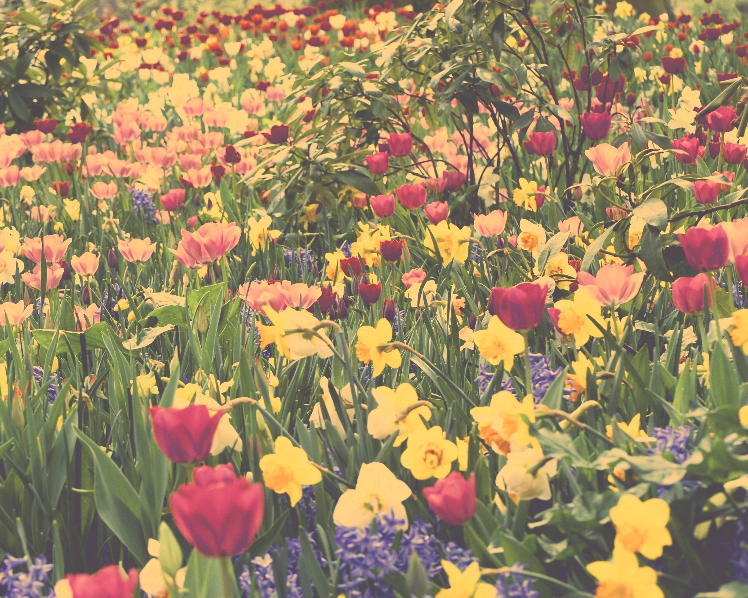 Поляна со множеством цветов обои