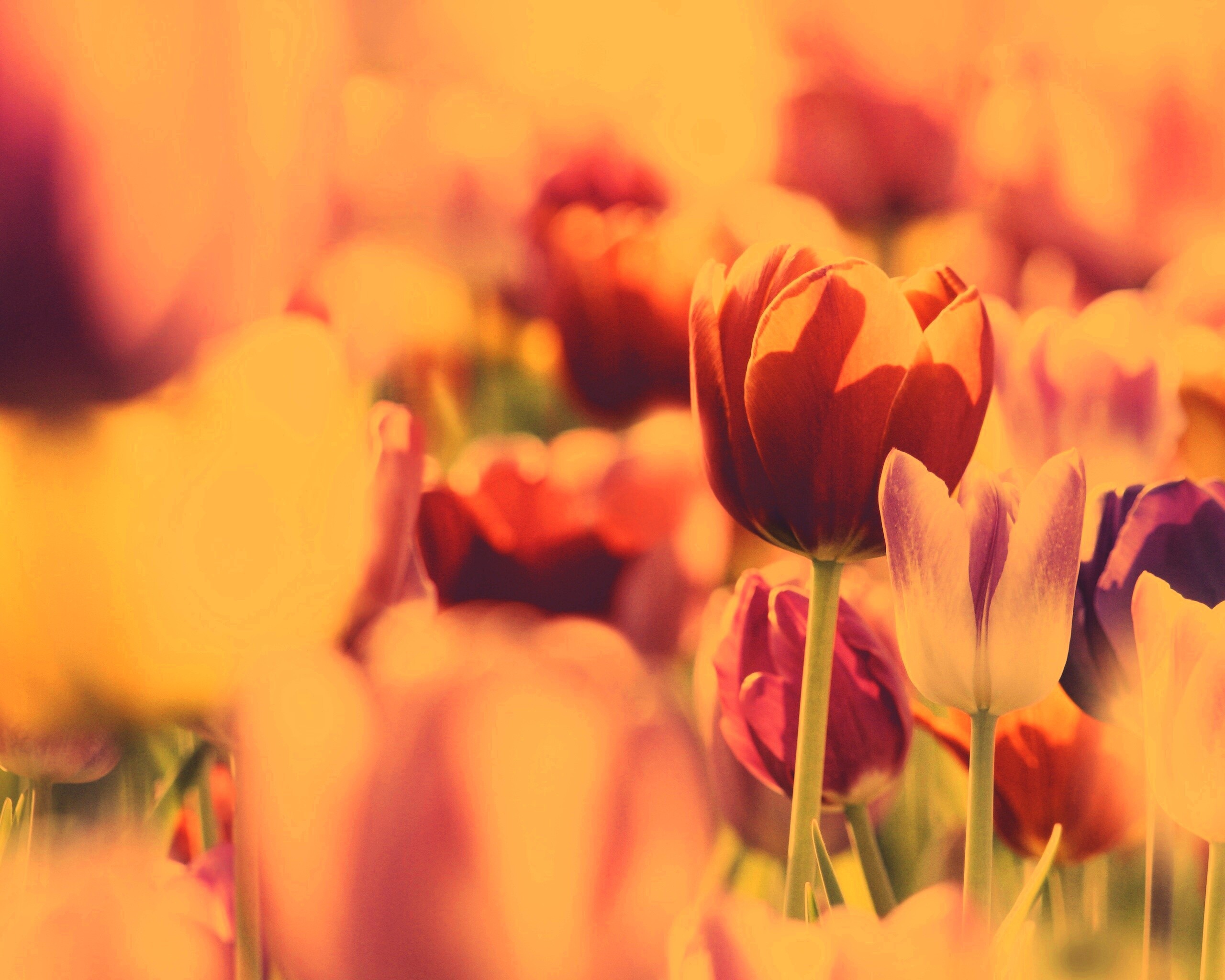 Красивые тюльпаны обои