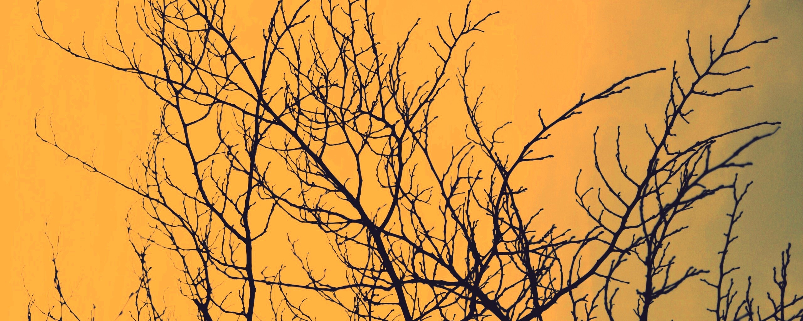 Ветвистое дерево обои