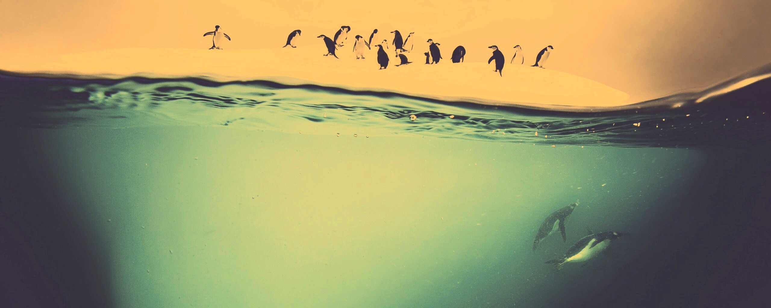 Пингвины обои