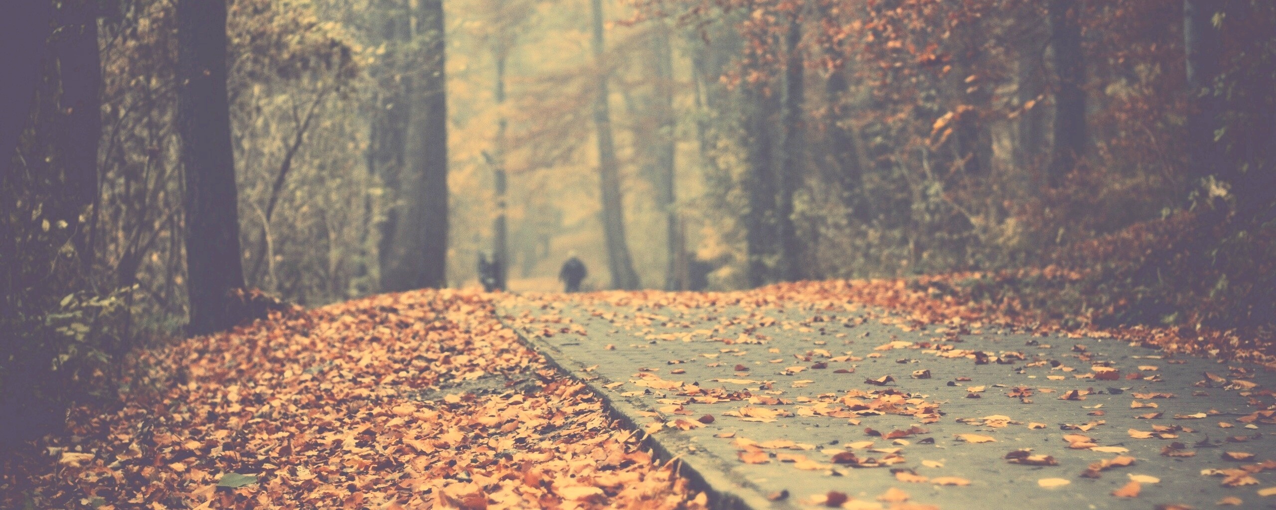 Осенняя дорога обои