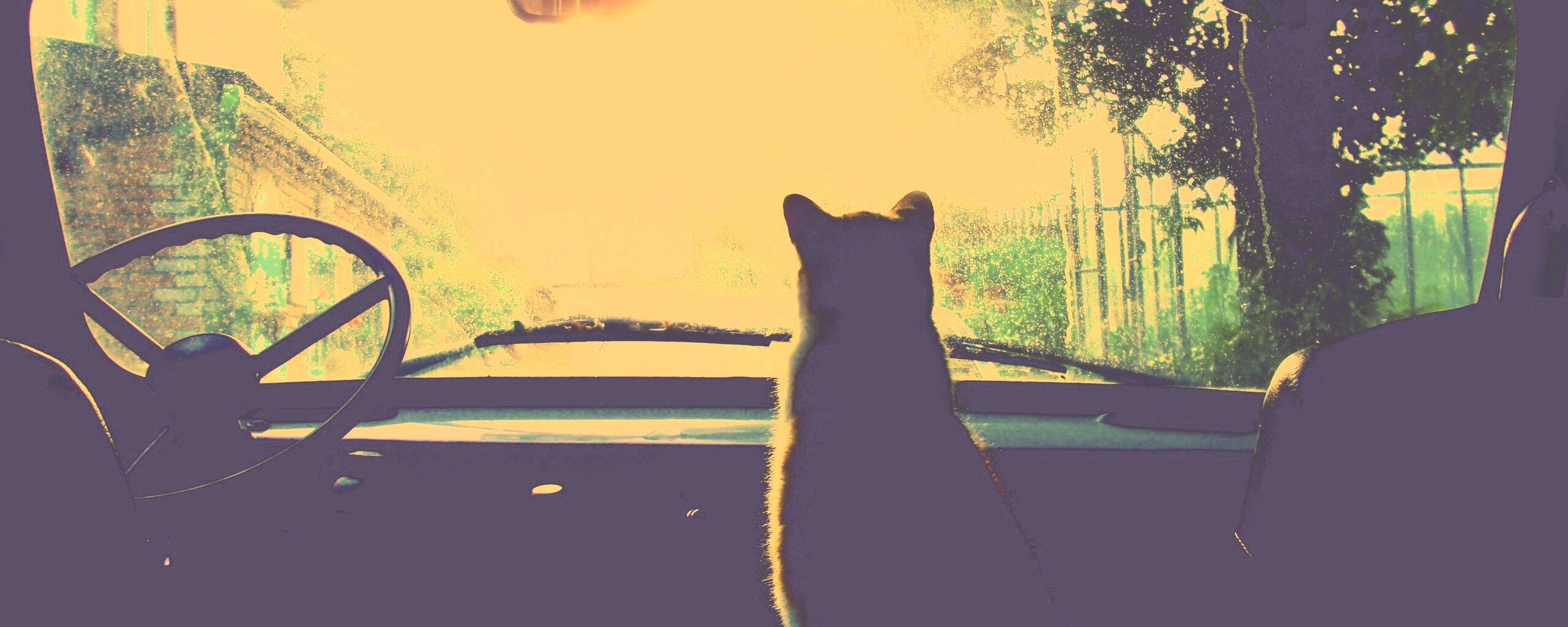 Кот навигатор обои