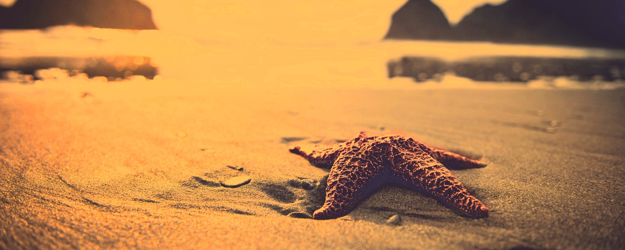 Морская звезда обои