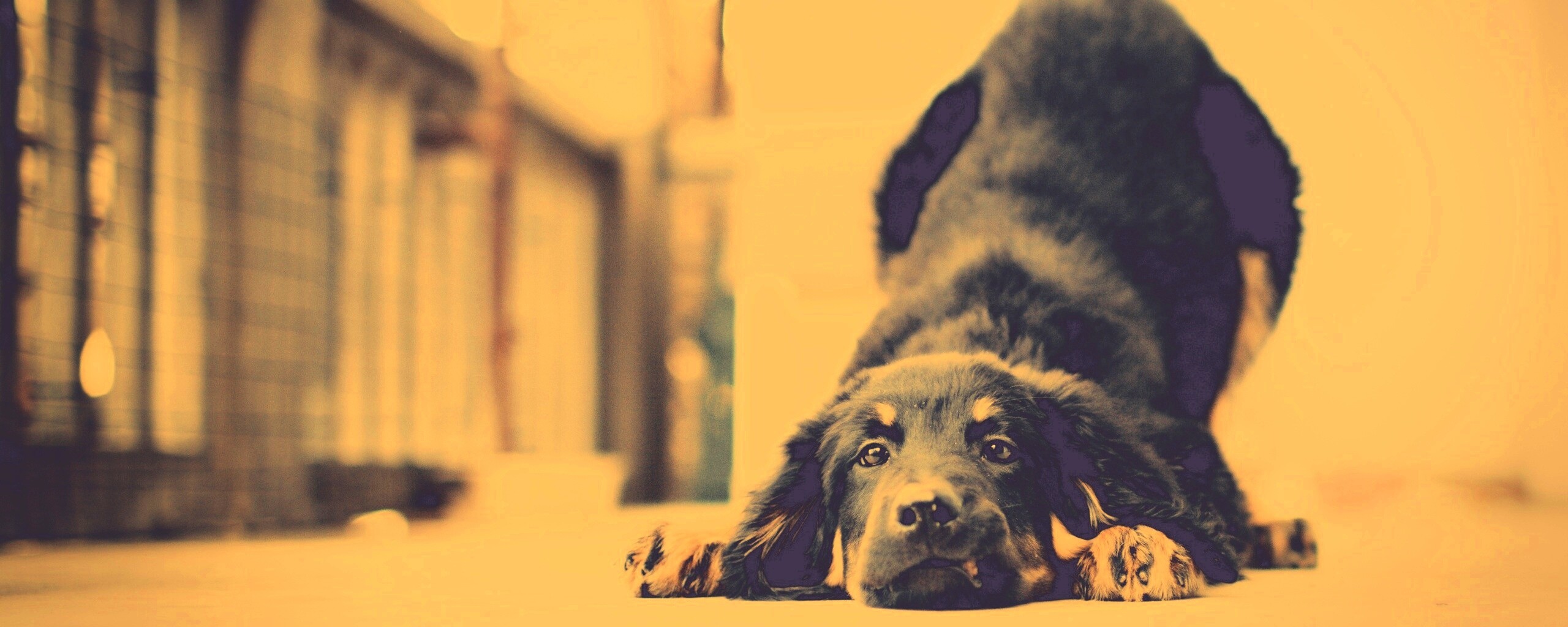 Игривый пес обои