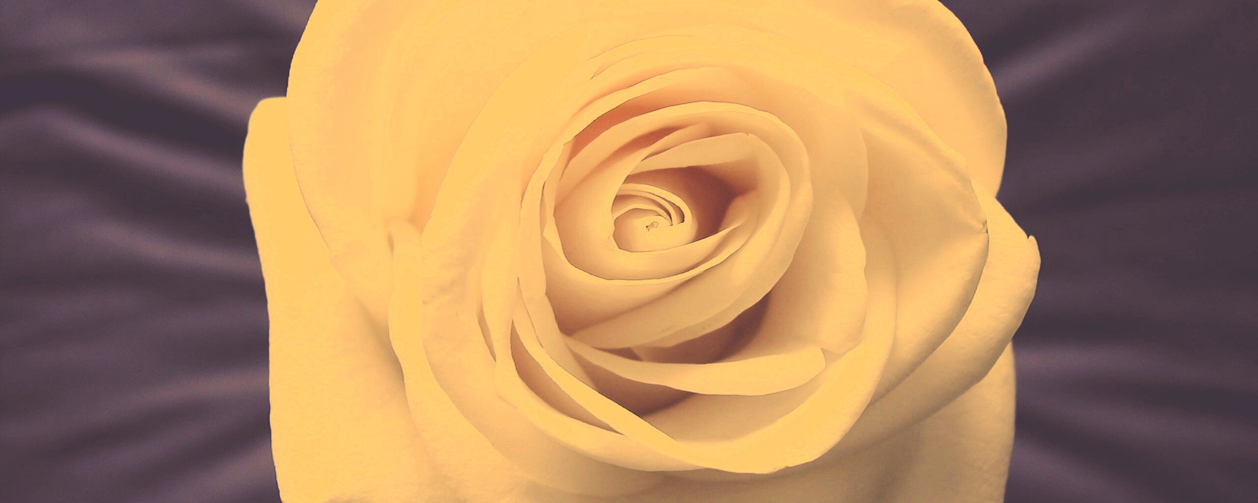 Белая роза обои