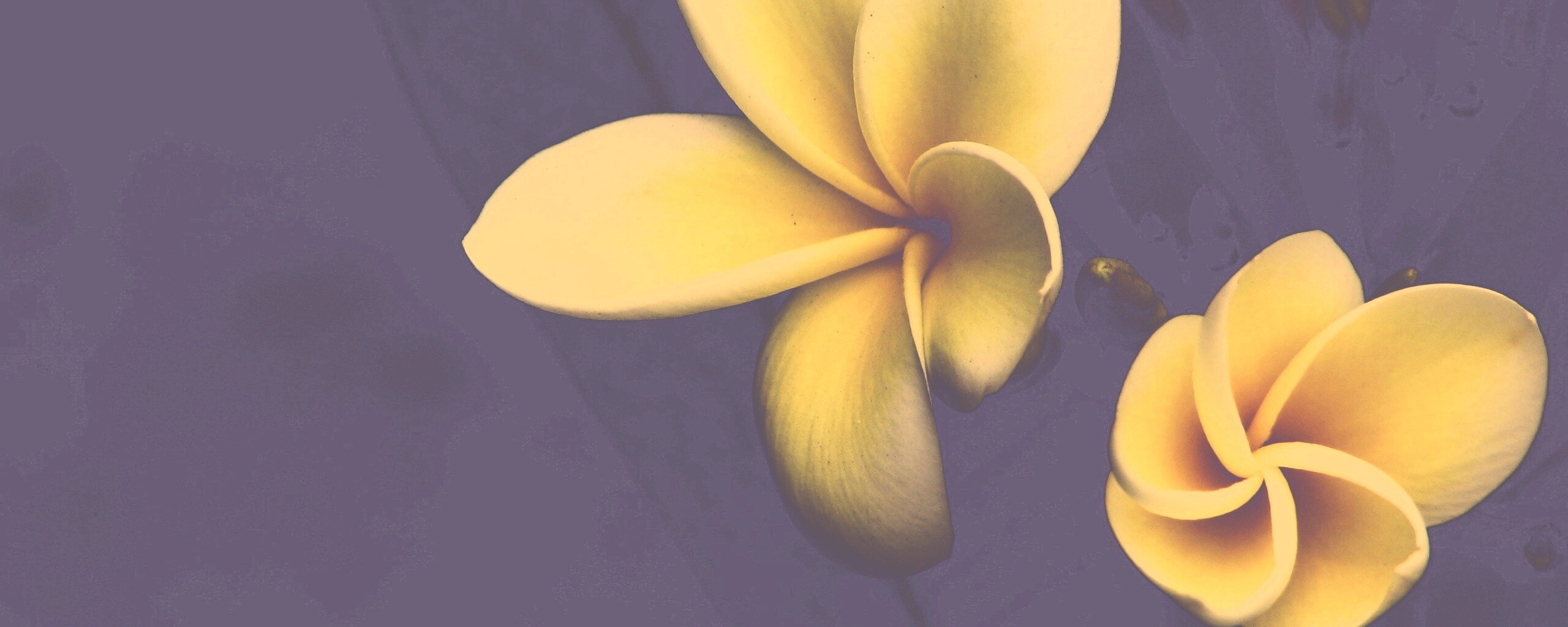 Цветки обои