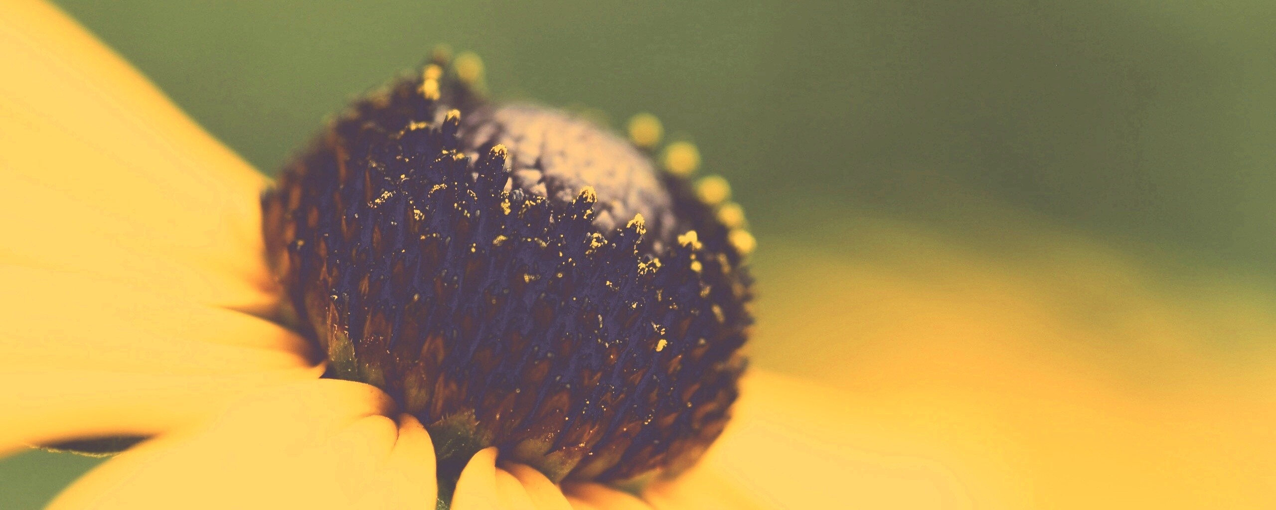 Золотой цветок обои