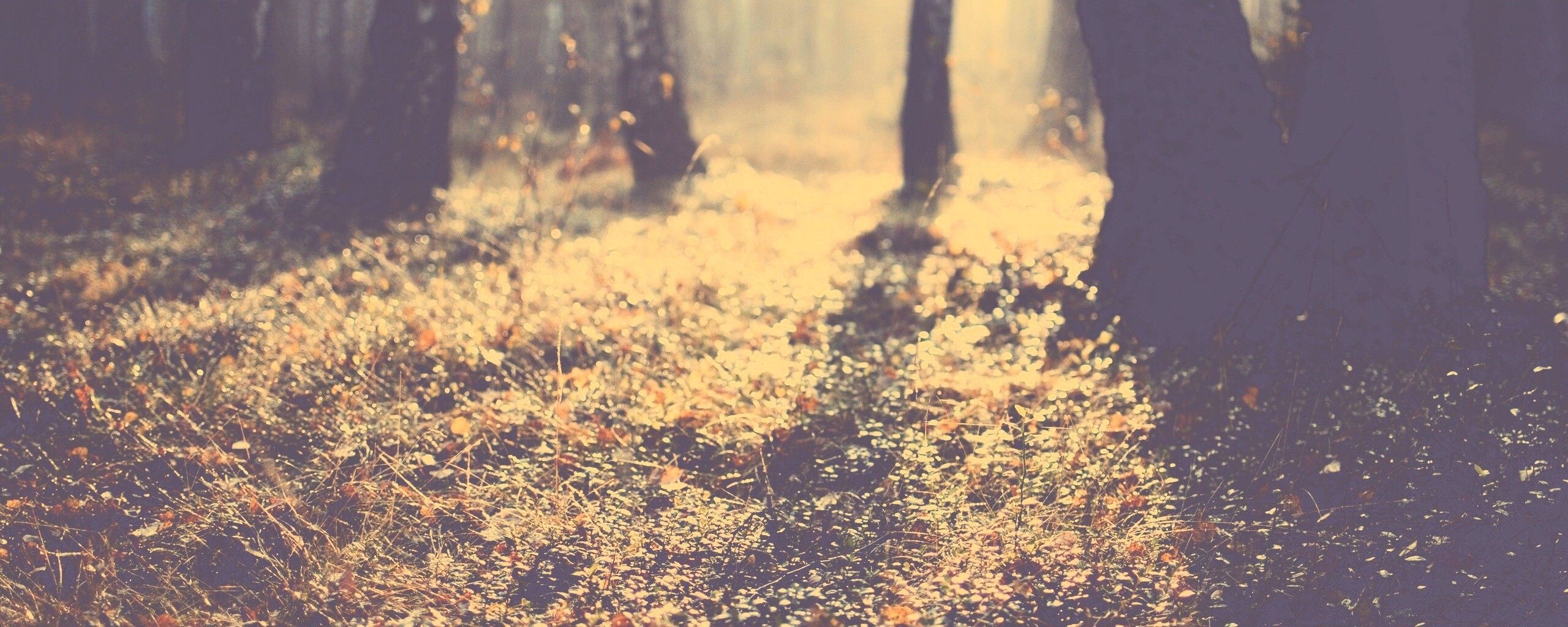 Лесная земля обои