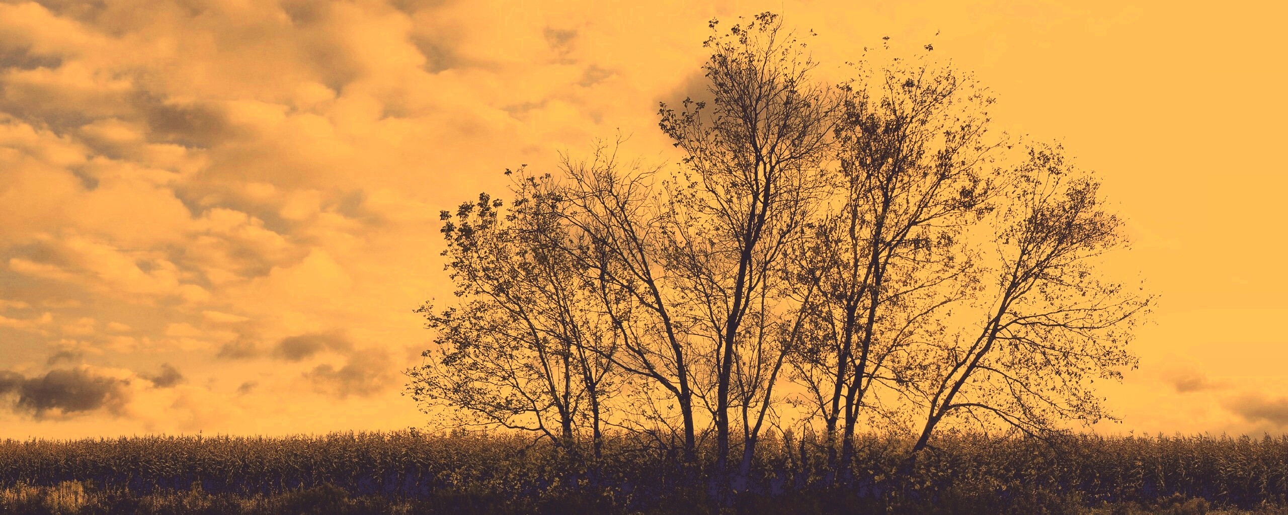 Деревце обои