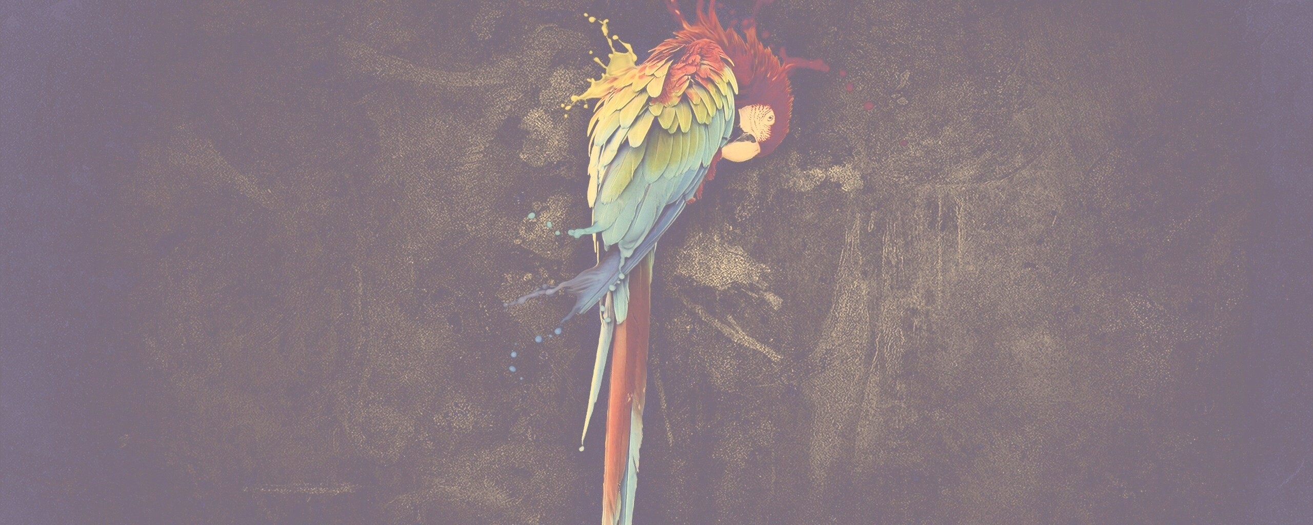 Попугай обои