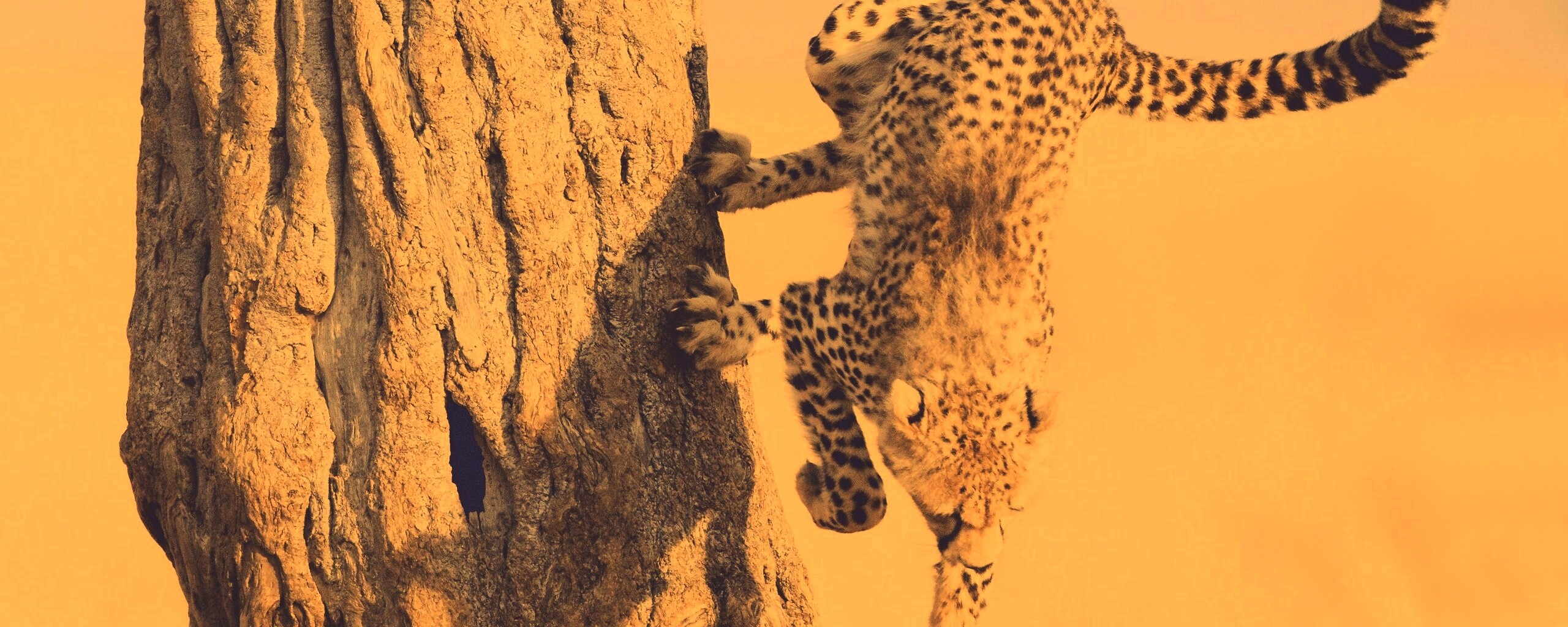 Скалолаз обои