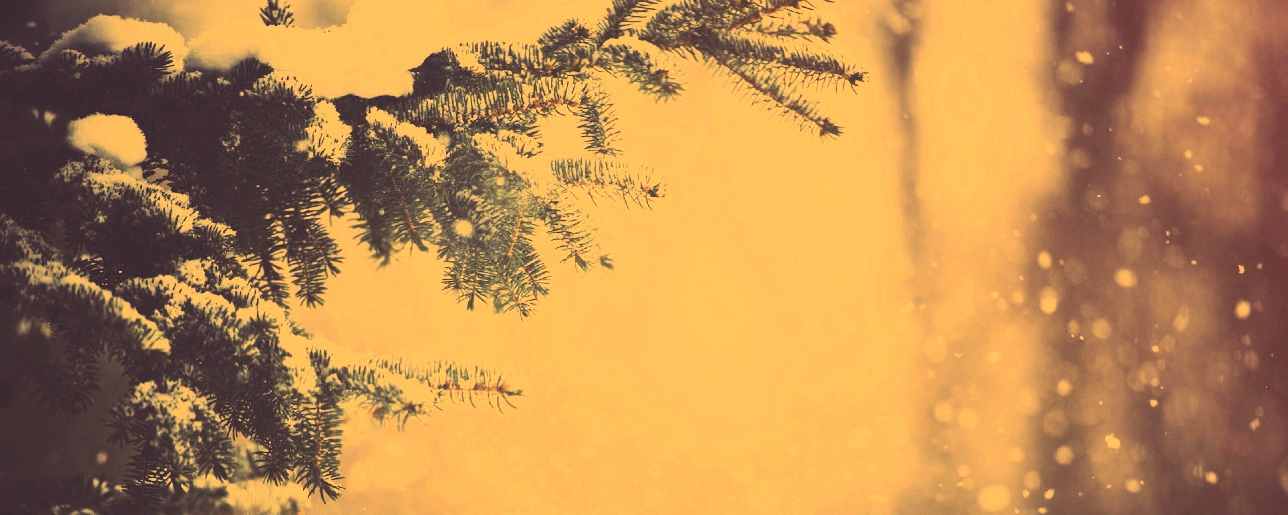 Еловые лапы в снегу обои