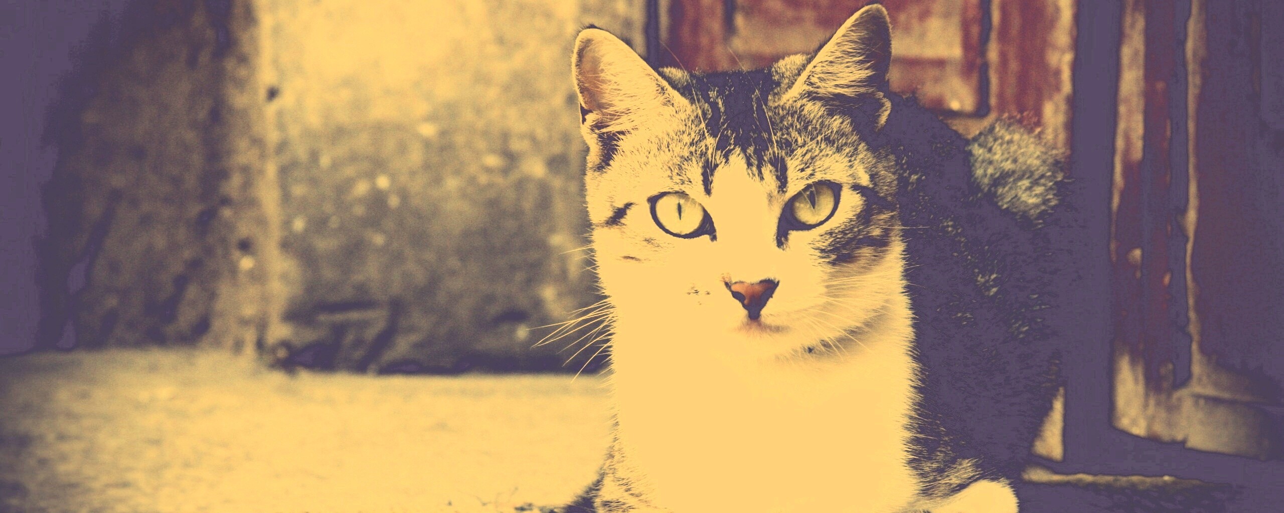 Кошечка на подстилке обои