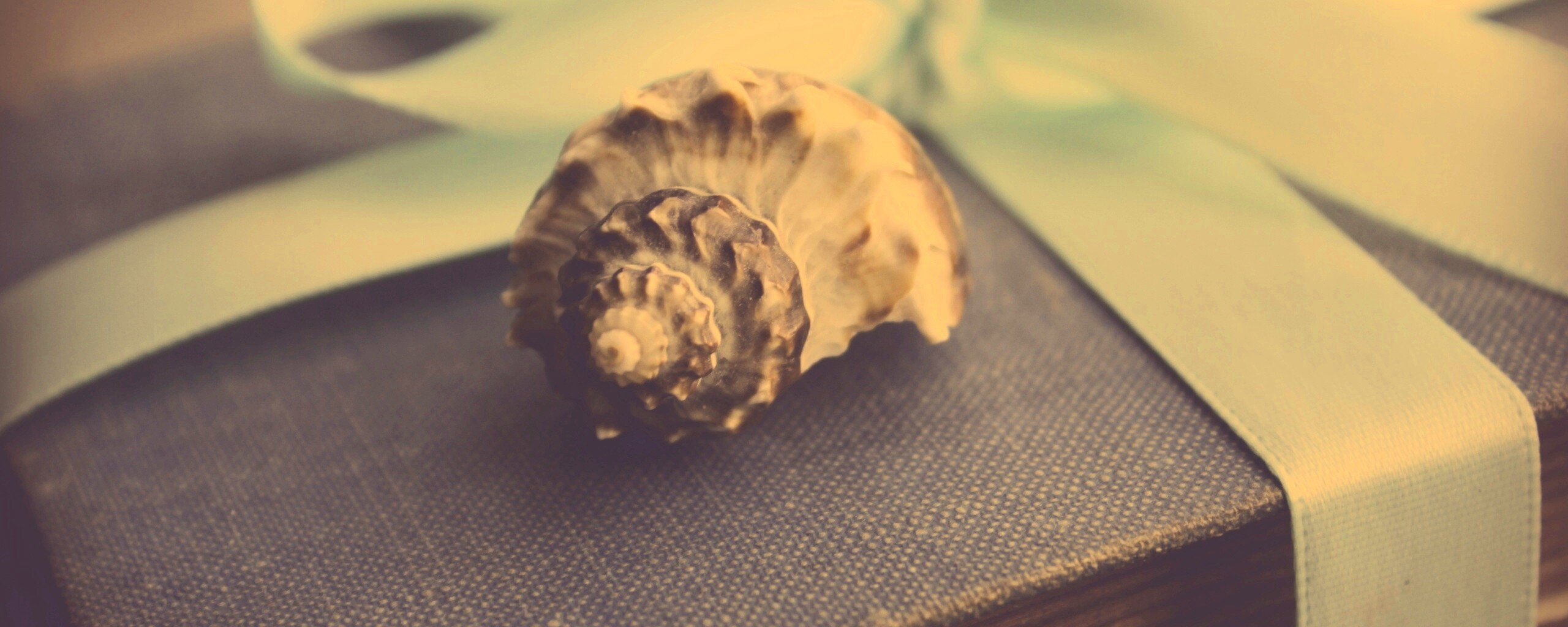 Ракушка на подарочном альбоме обои