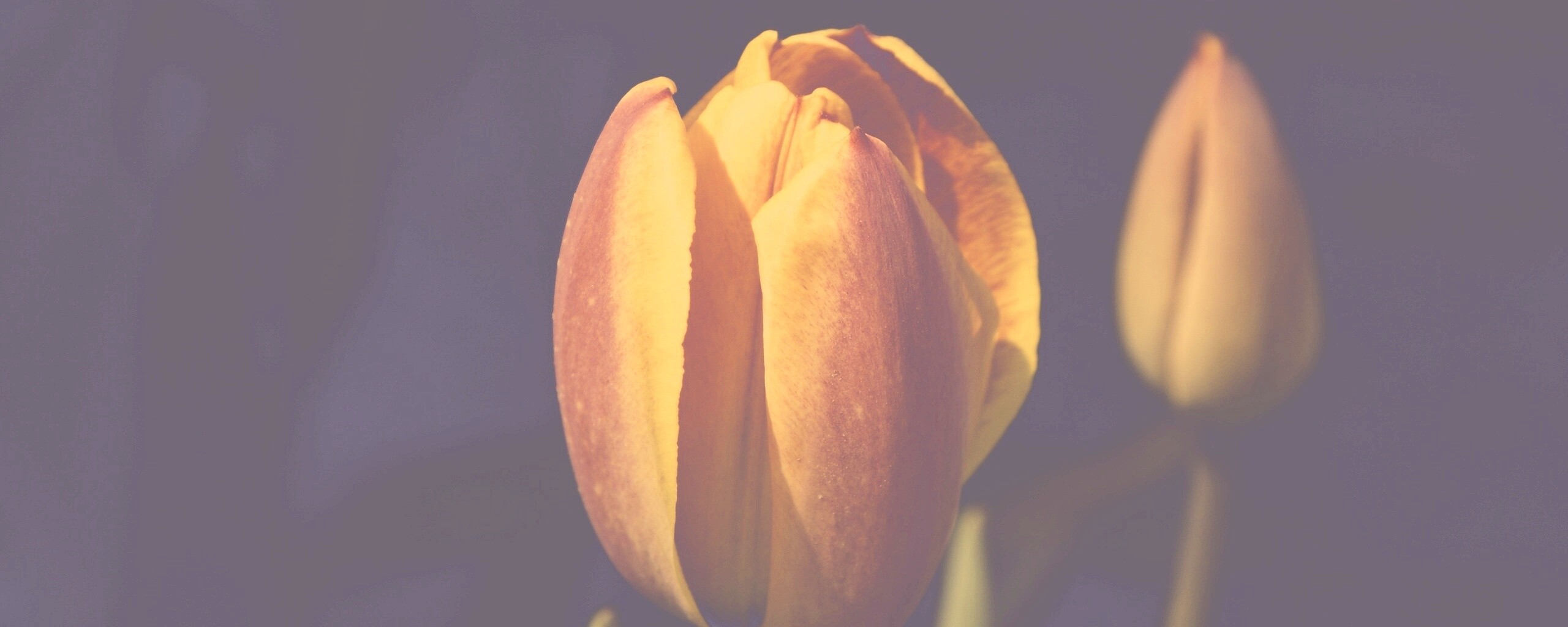 Распускающийся тюльпан обои