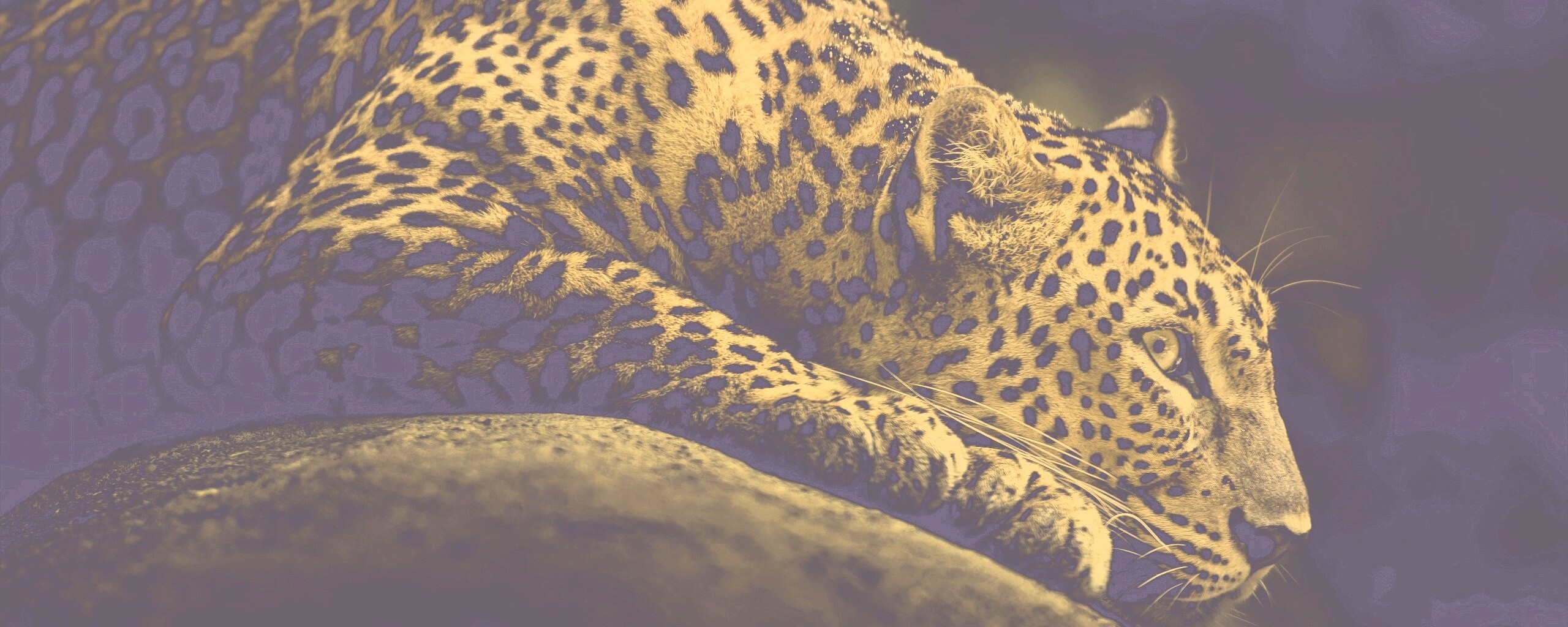 Лежащий ягуар обои