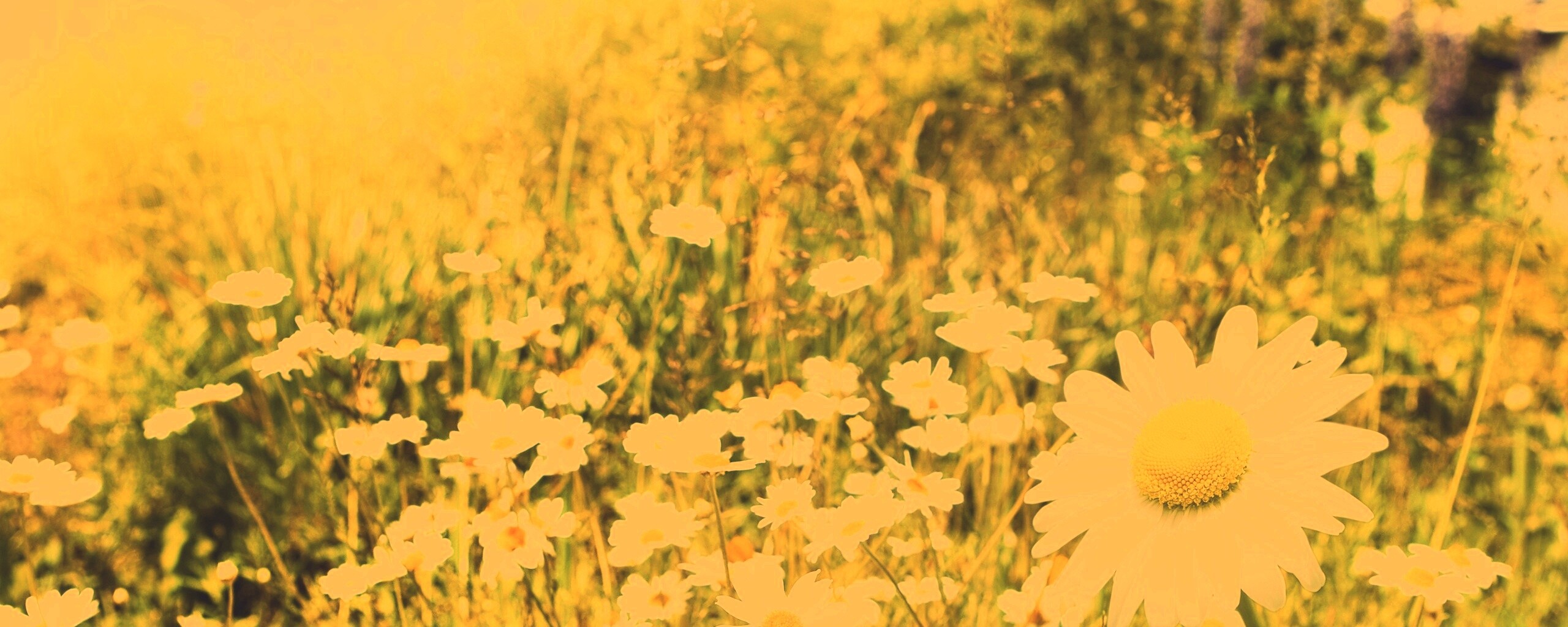 Солнечные ромашки обои
