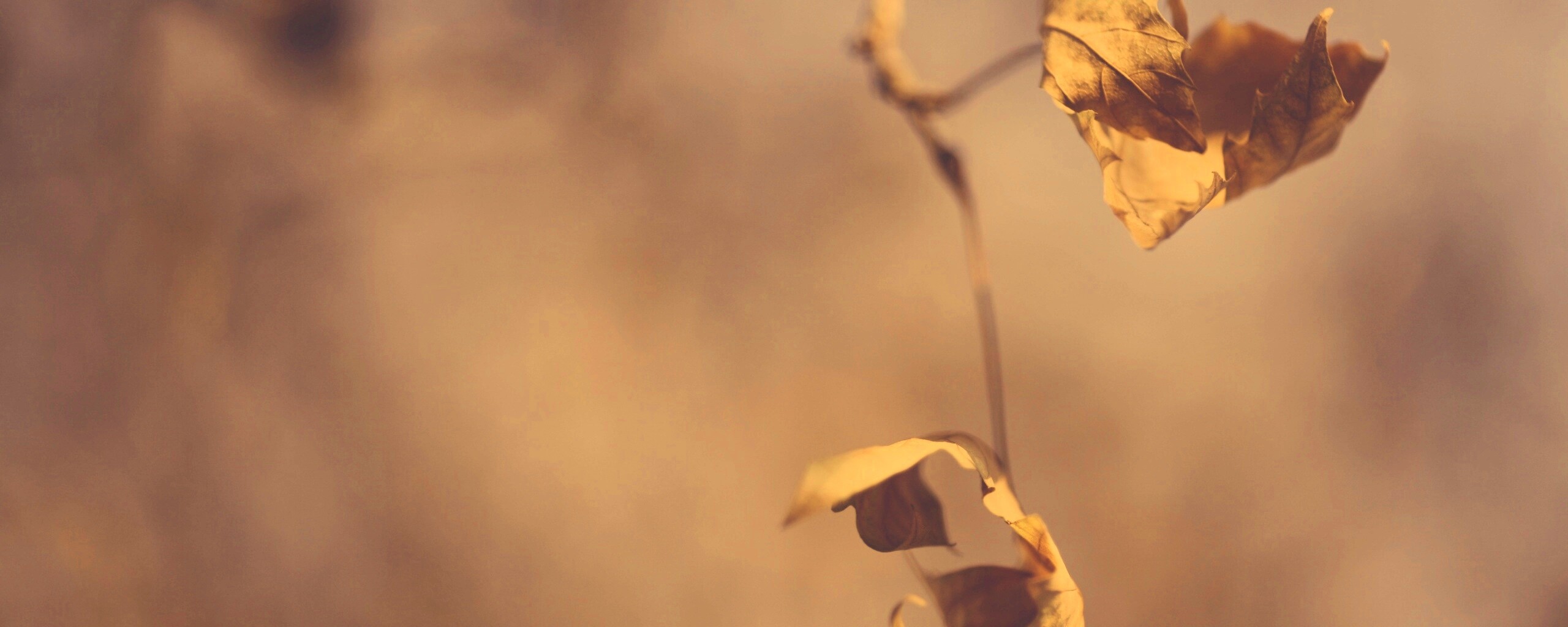 Увядшие листья обои