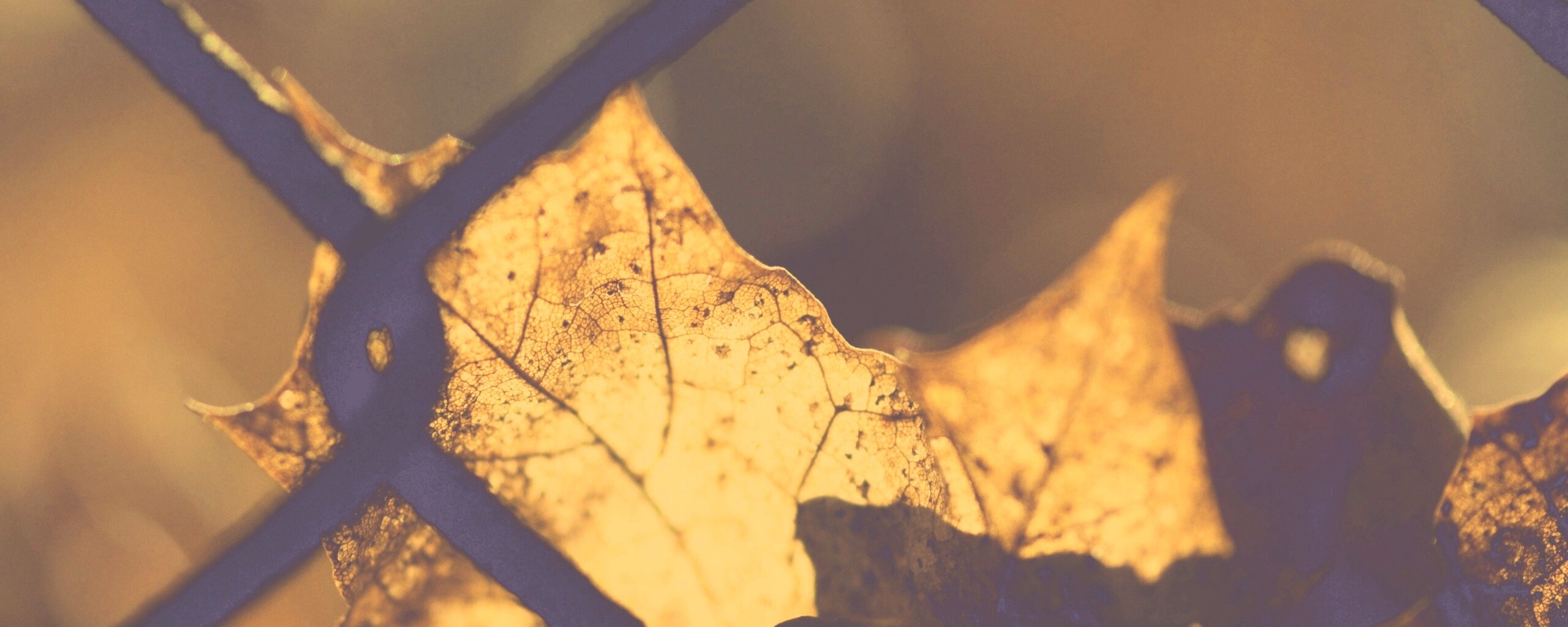 Осенний лист на забором обои