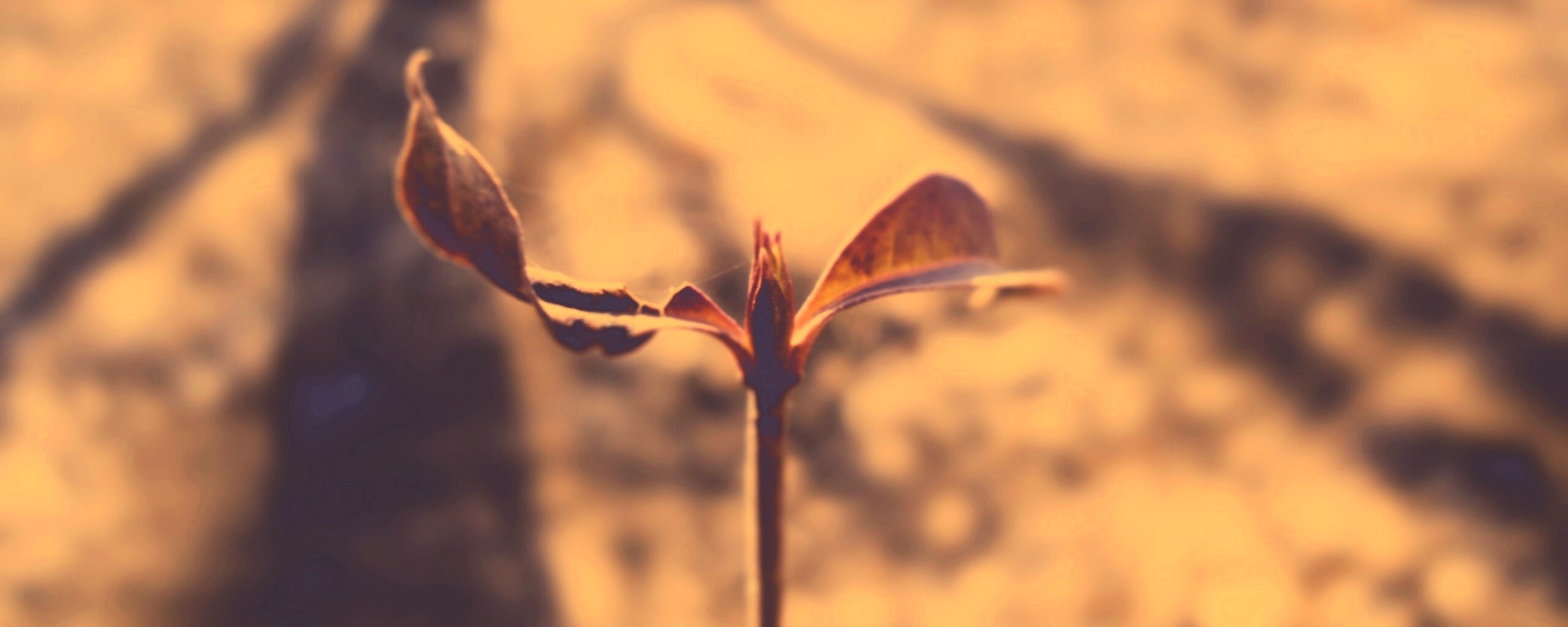 Красный росток обои