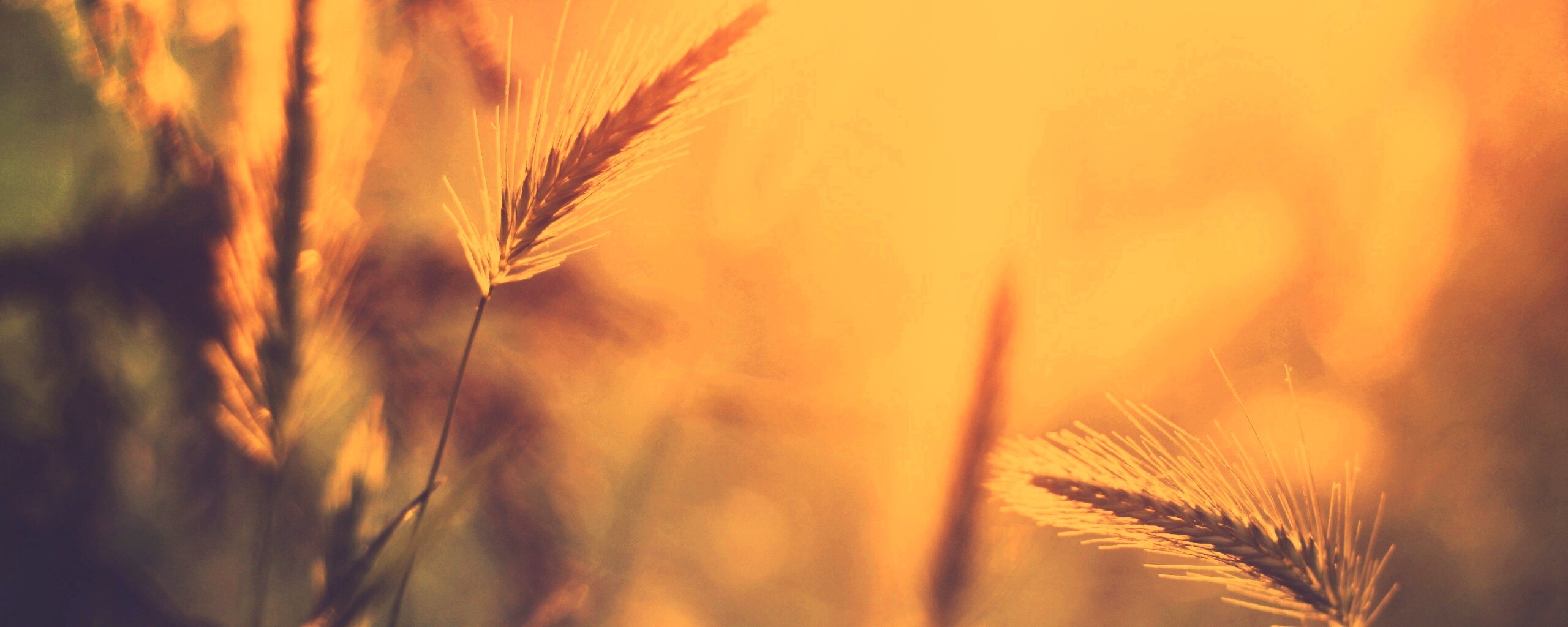 Травинки на солнце обои