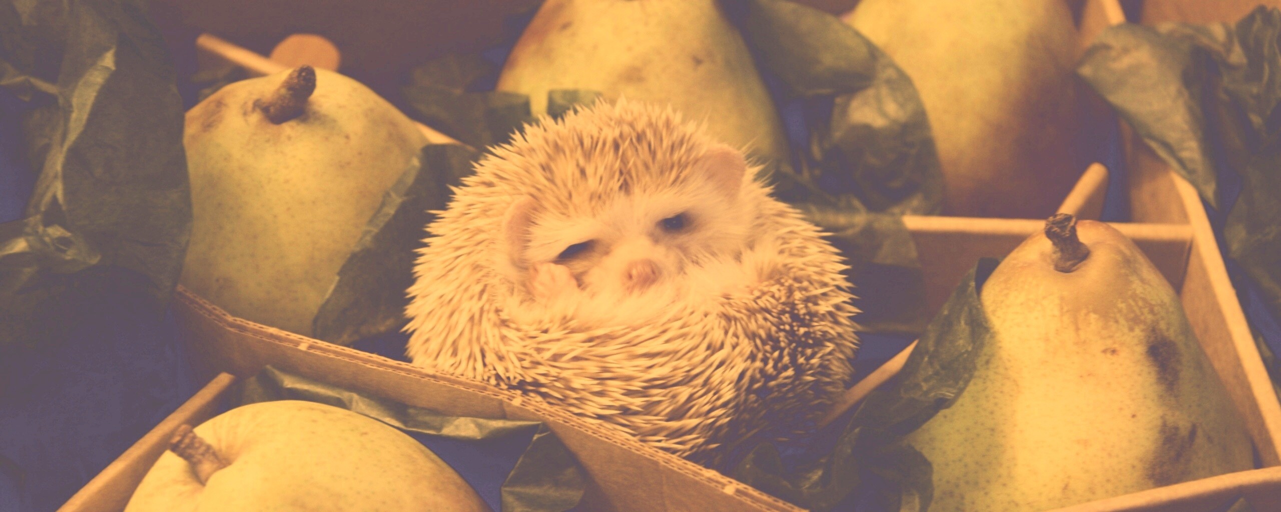 Ёжик в грушах обои