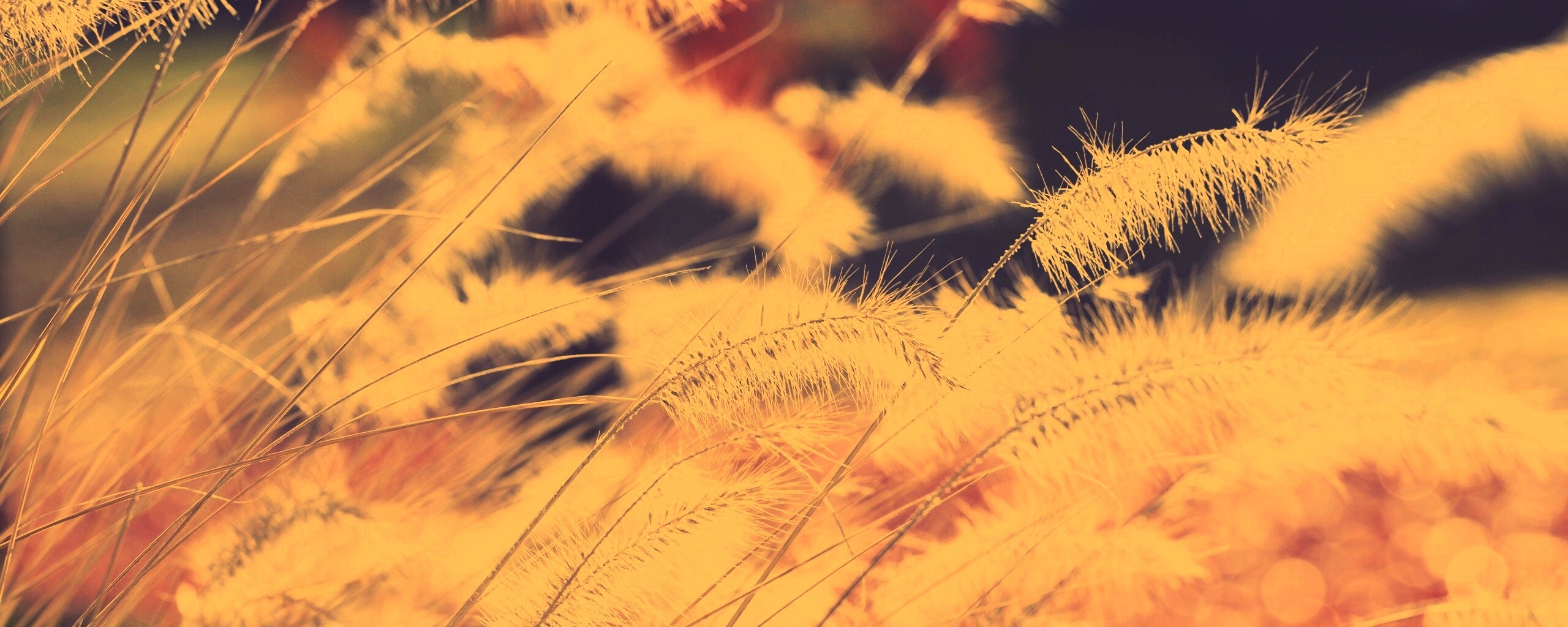 Травинки на ветру обои