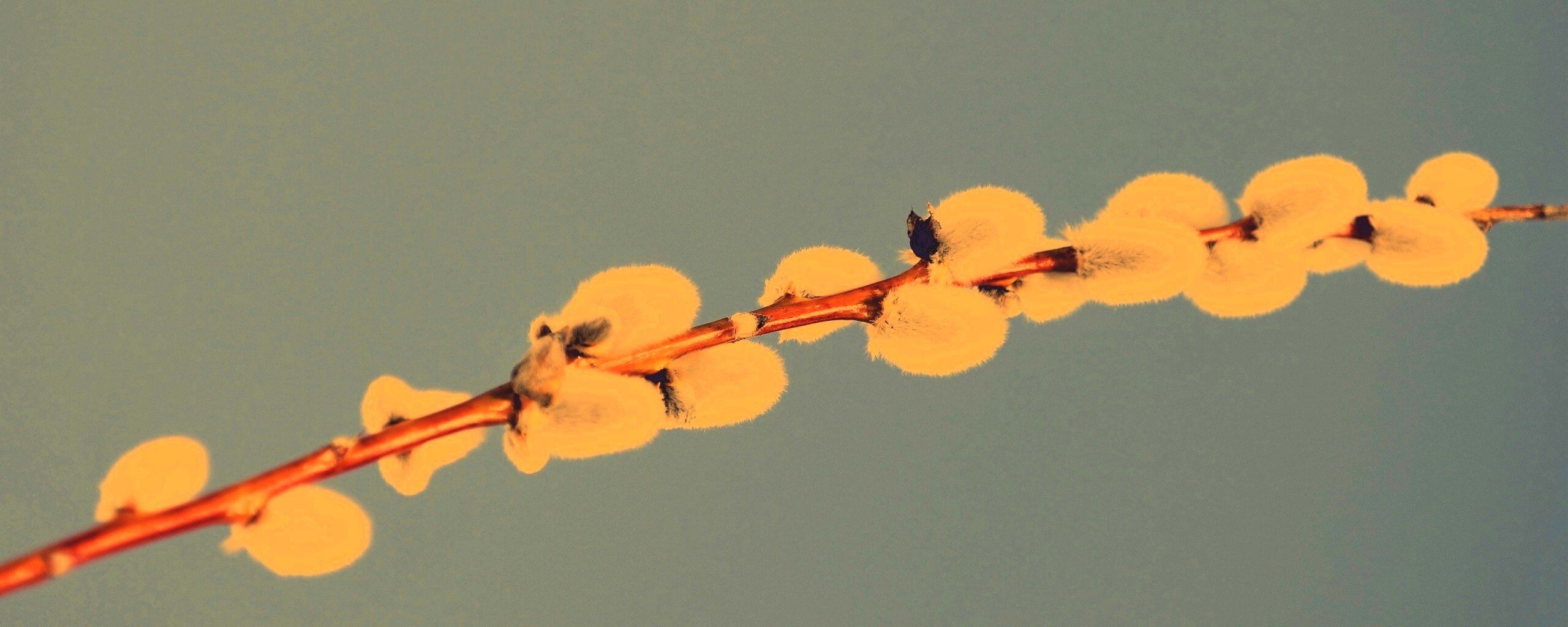 Пушистые почки обои