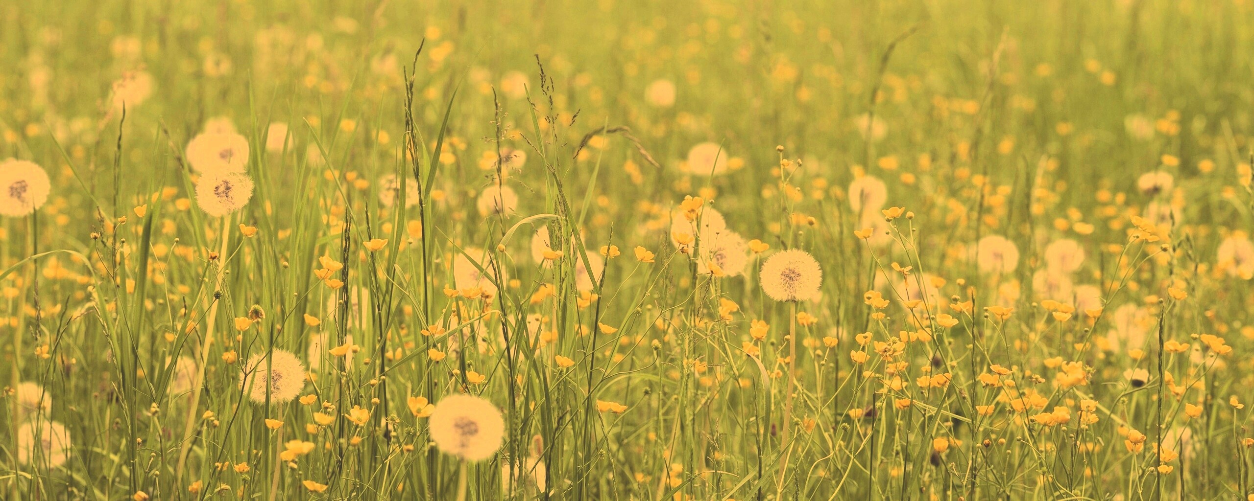 Поле одуванчиков обои
