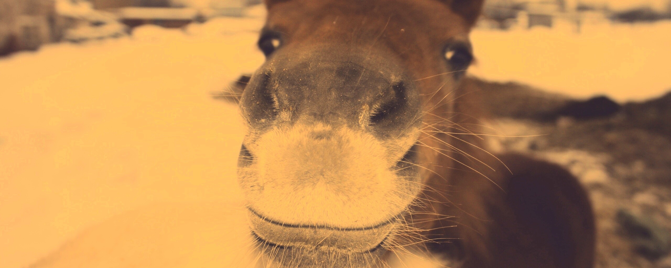 Морда пони обои