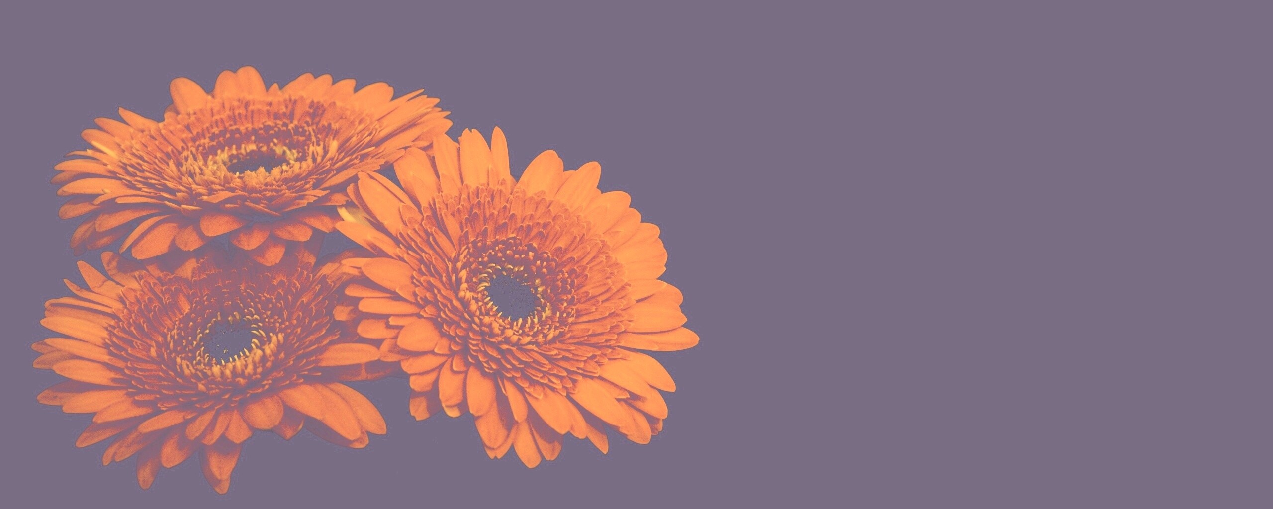 Красные герберы обои