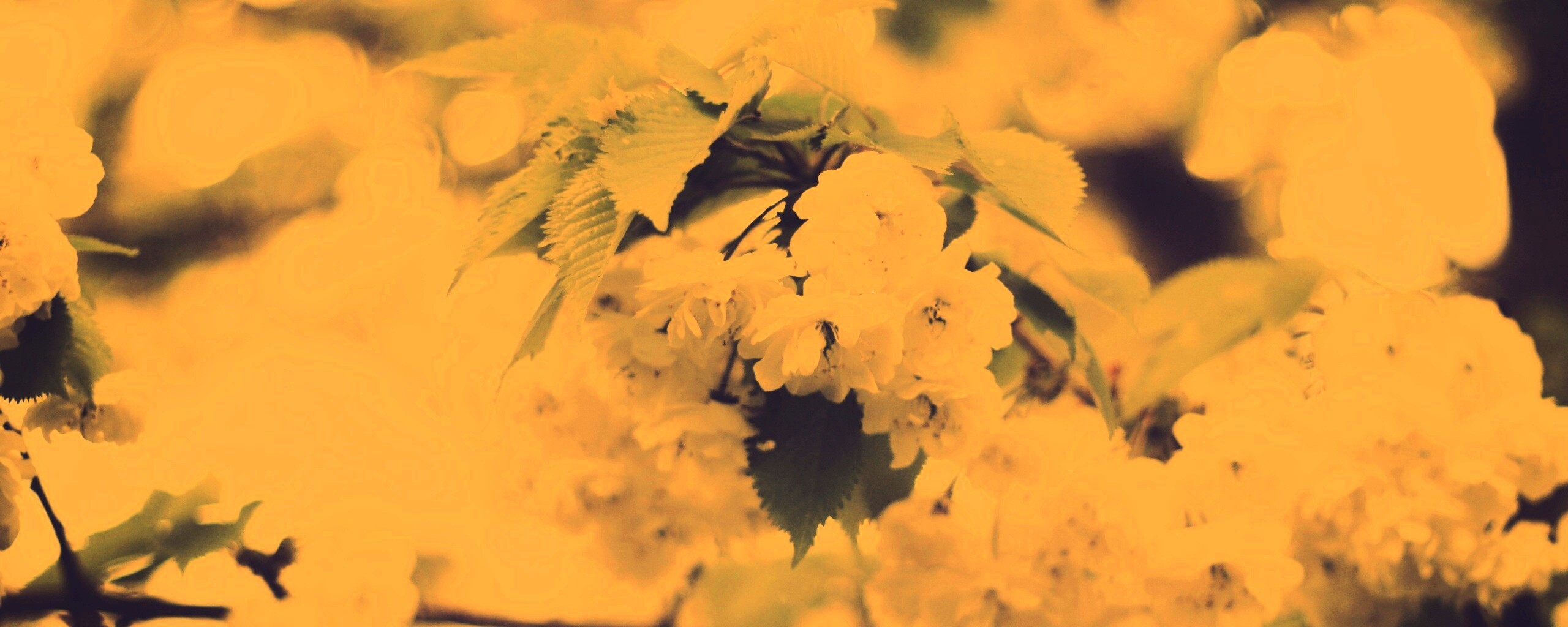 Цветущее дерево обои