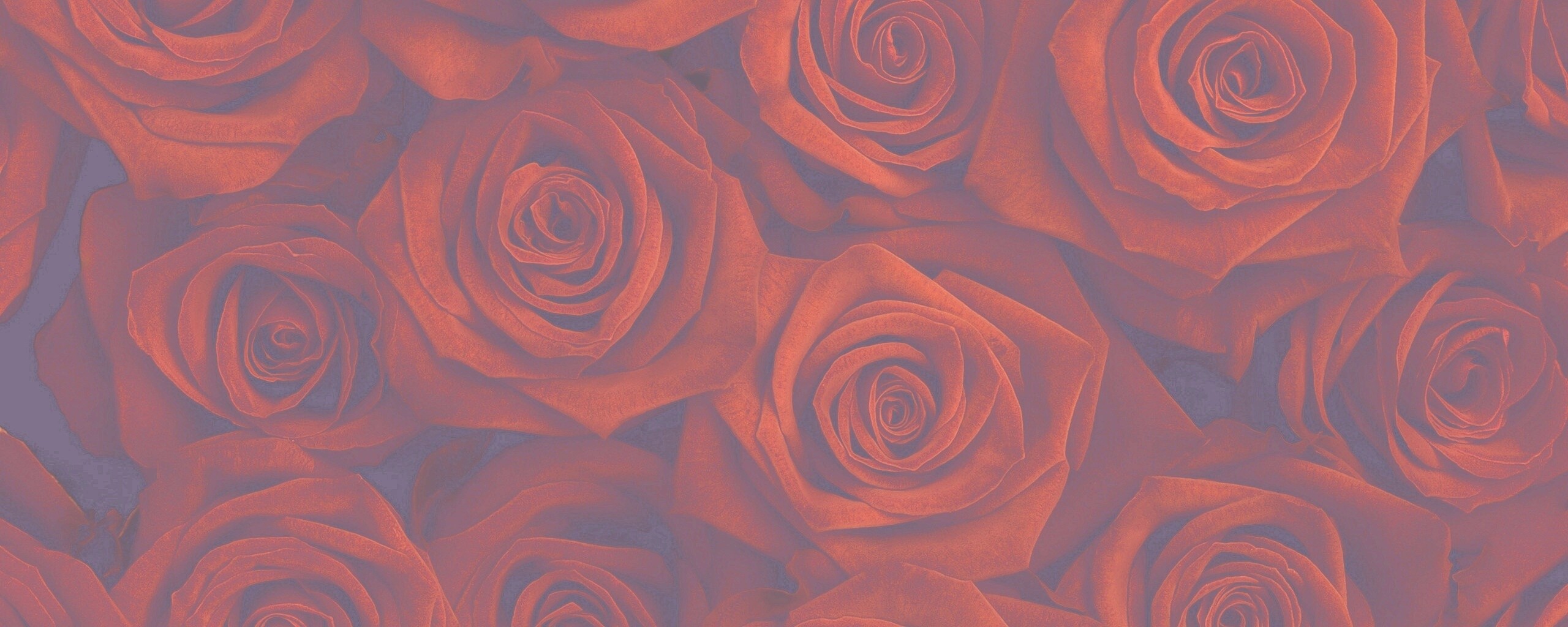 Букет красных роз обои