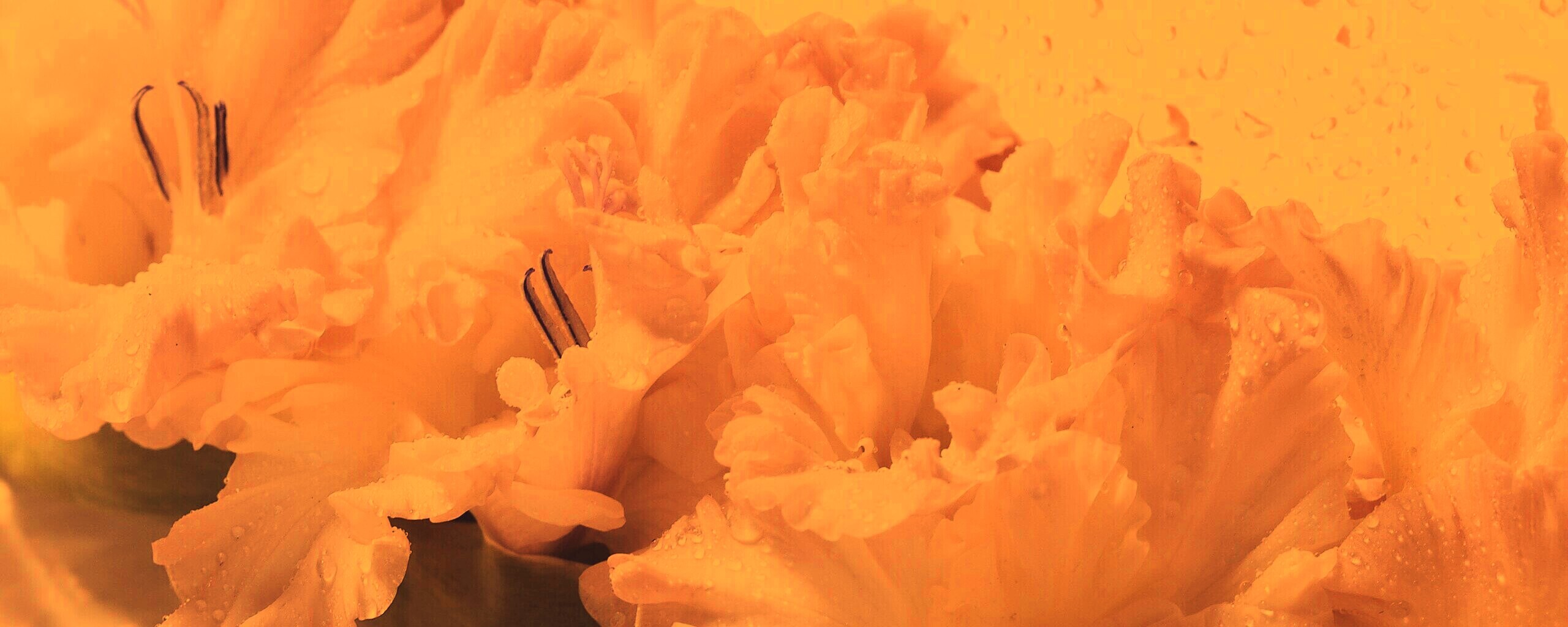 Гладиолус обои