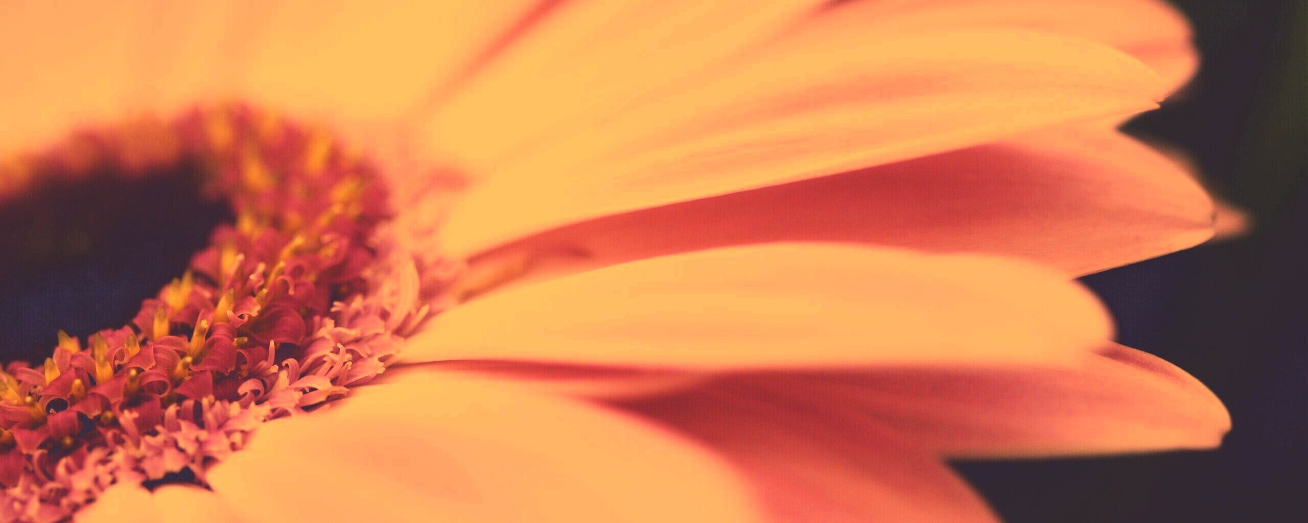 Гербер обои