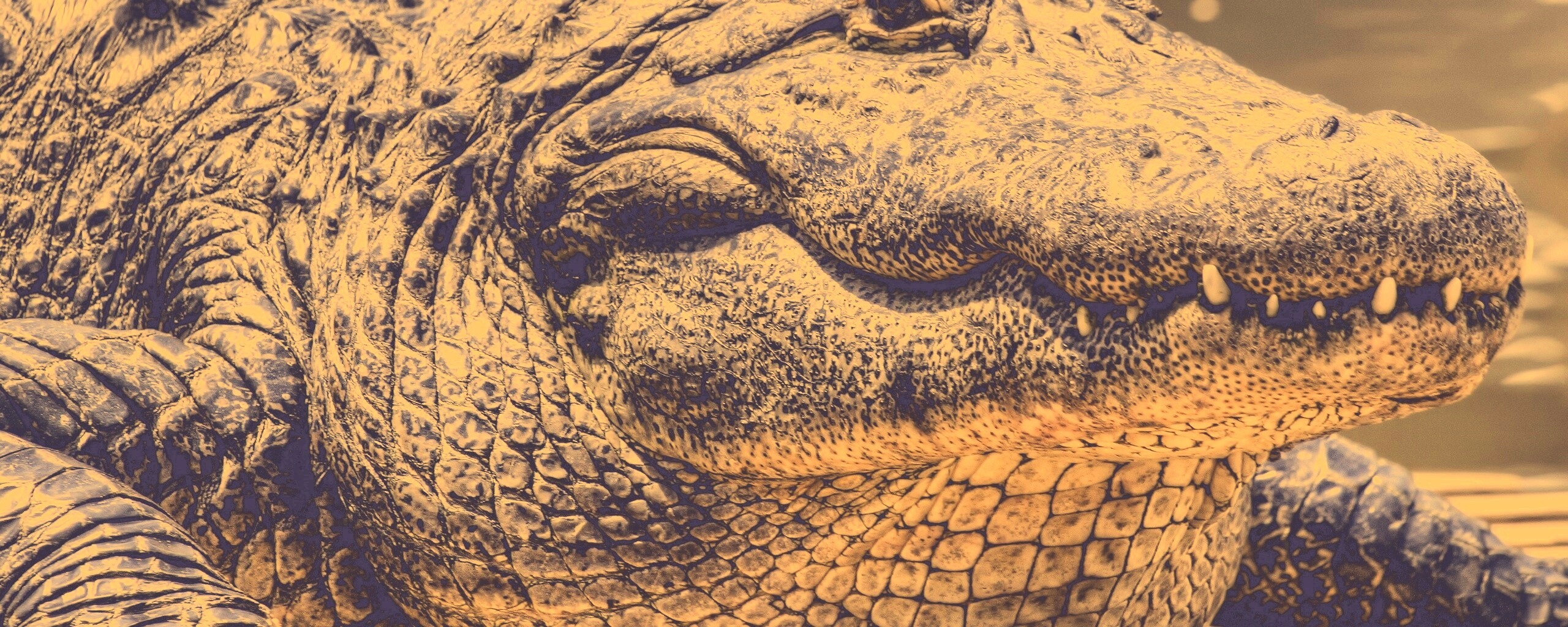 Синий крокодил обои